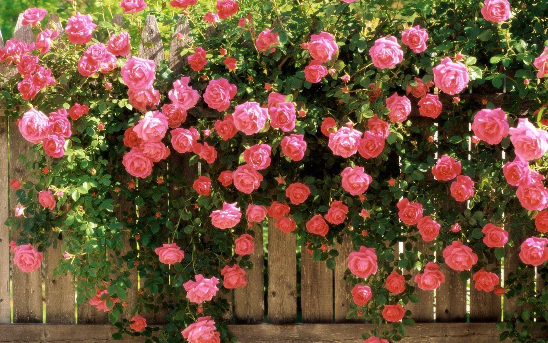 Widescreen Beauty Nature Beautiful Flower Pink Rose Garden Spring On