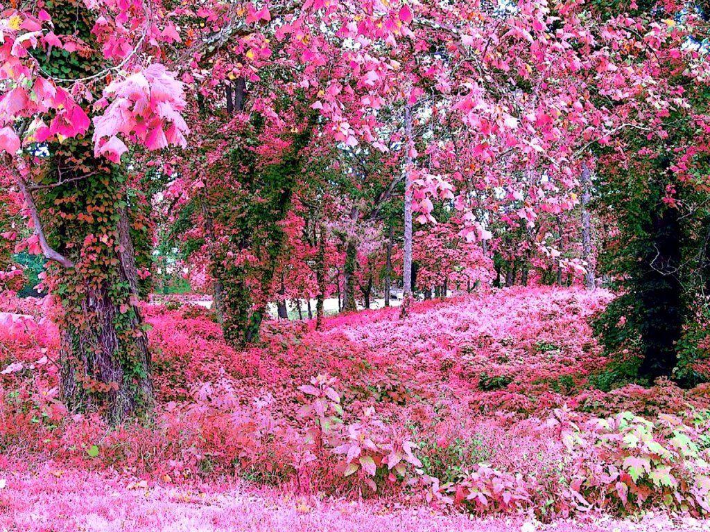 Pink Rose Garden Wallpaper Shzjrss