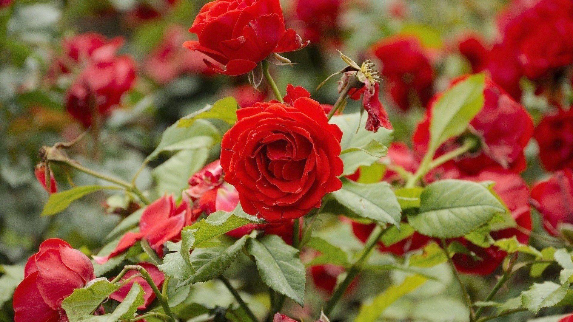Lovely Red Rose Garden Red Rose Flower Garden Wallpaper