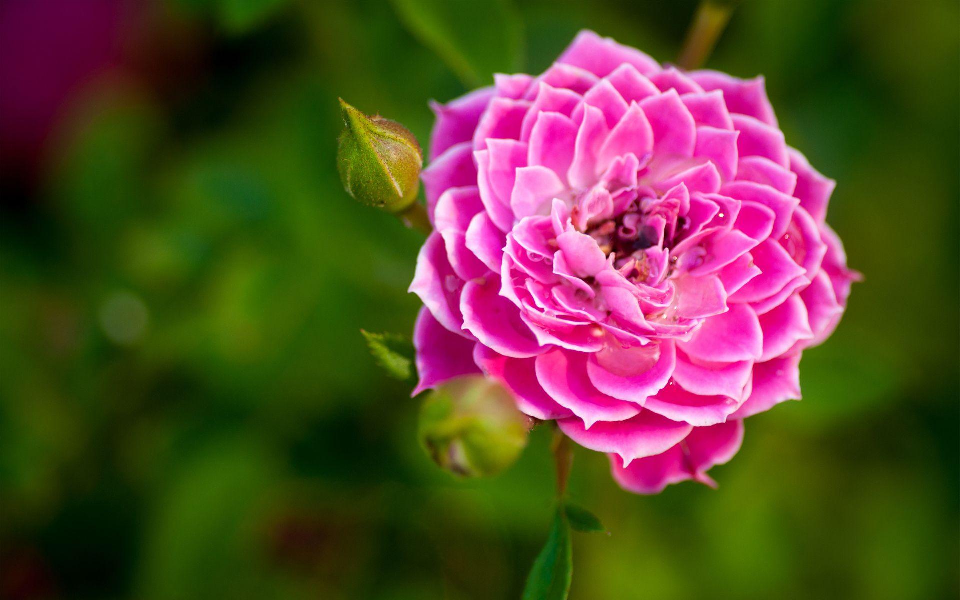 Widescreen X Nature Flower Garden Rose Pink HD With Wallpaper