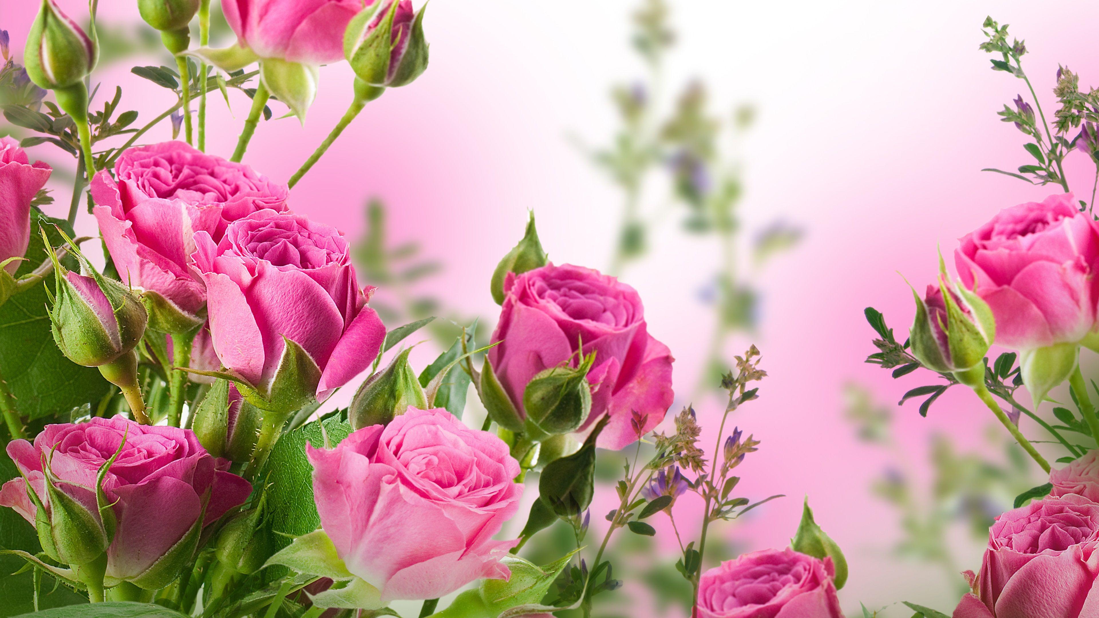 Pink rose flowers, garden wallpaper