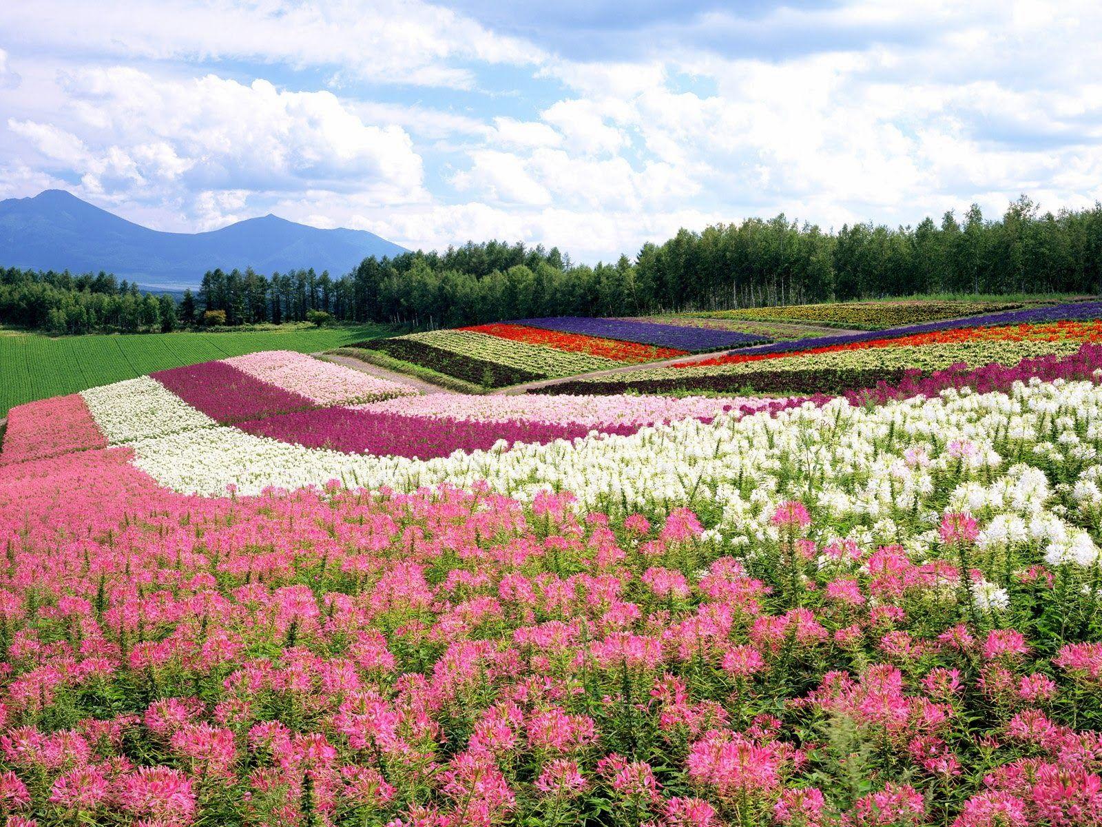 HD Flower Garden Wallpaper
