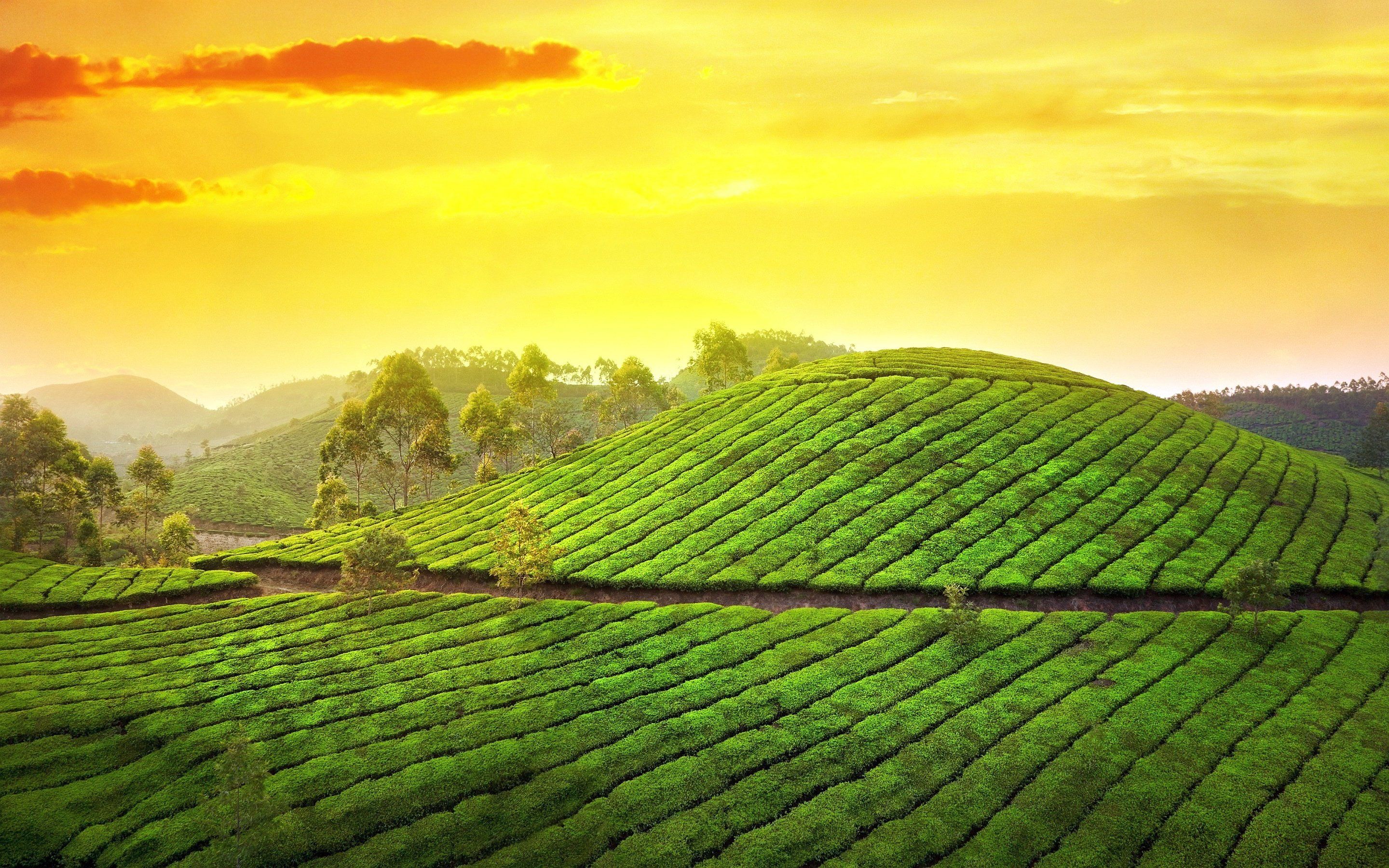 Kerala Tour Packages, Compare & Get Quotes. Free!
