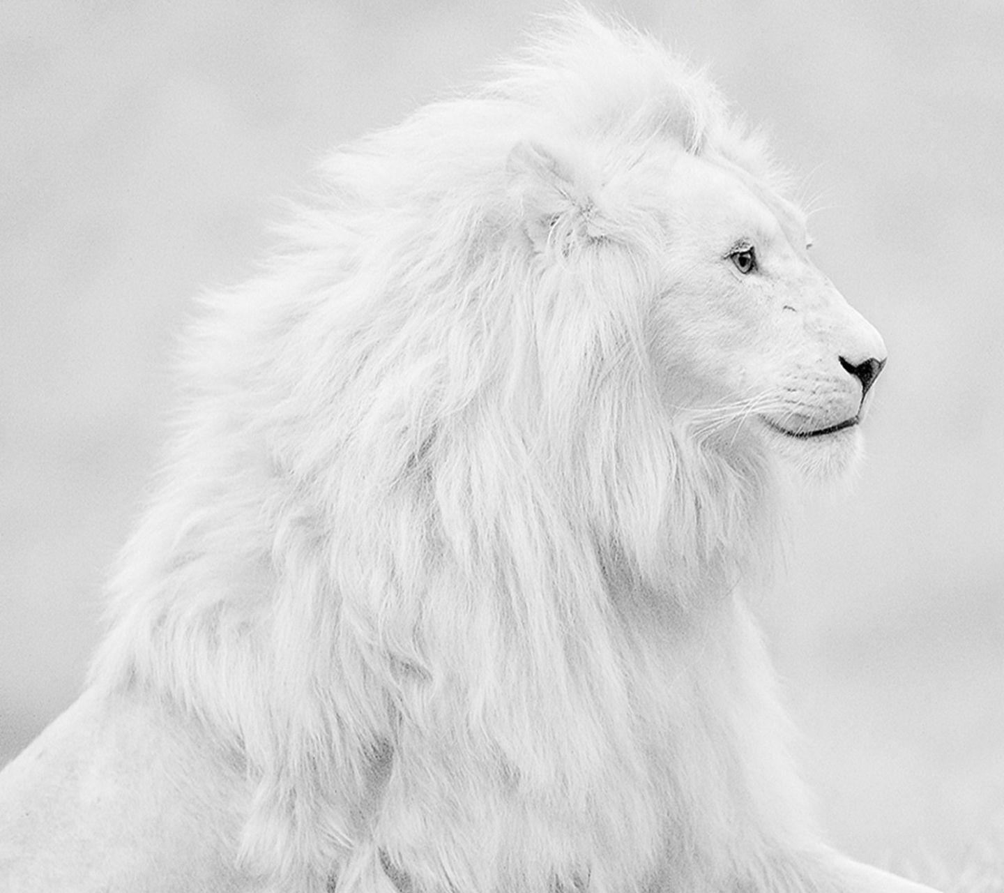 White Lion HD Wallpaper For Pc 6357