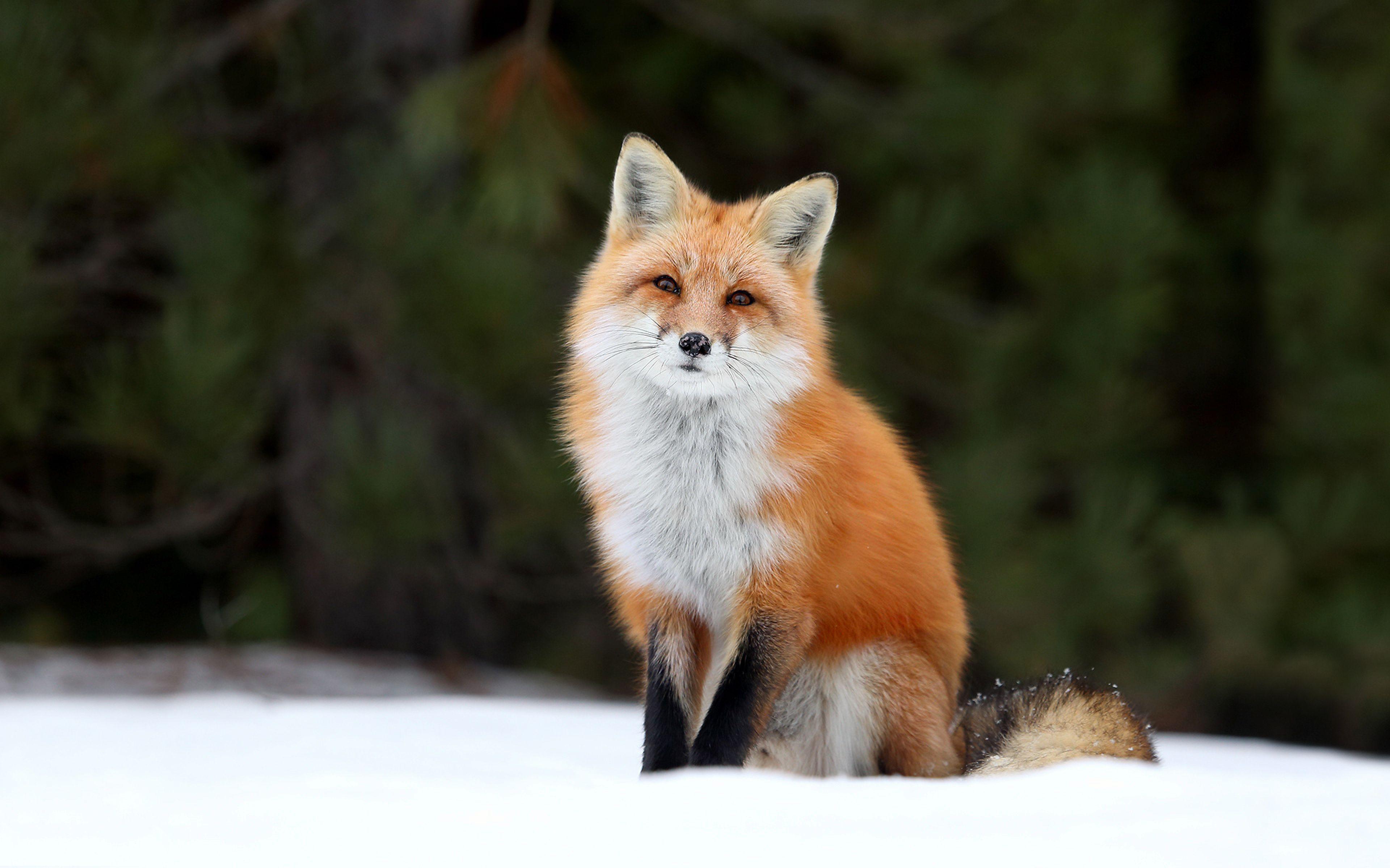 Foxes image Red Fox HD wallpaper and background photo