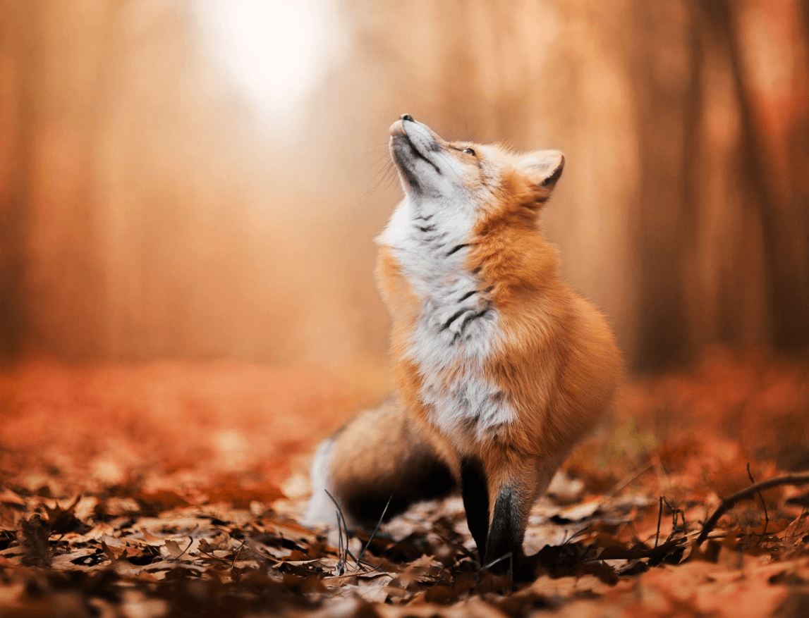 Foxes image Red Fox in Autumn HD wallpaper and background photo