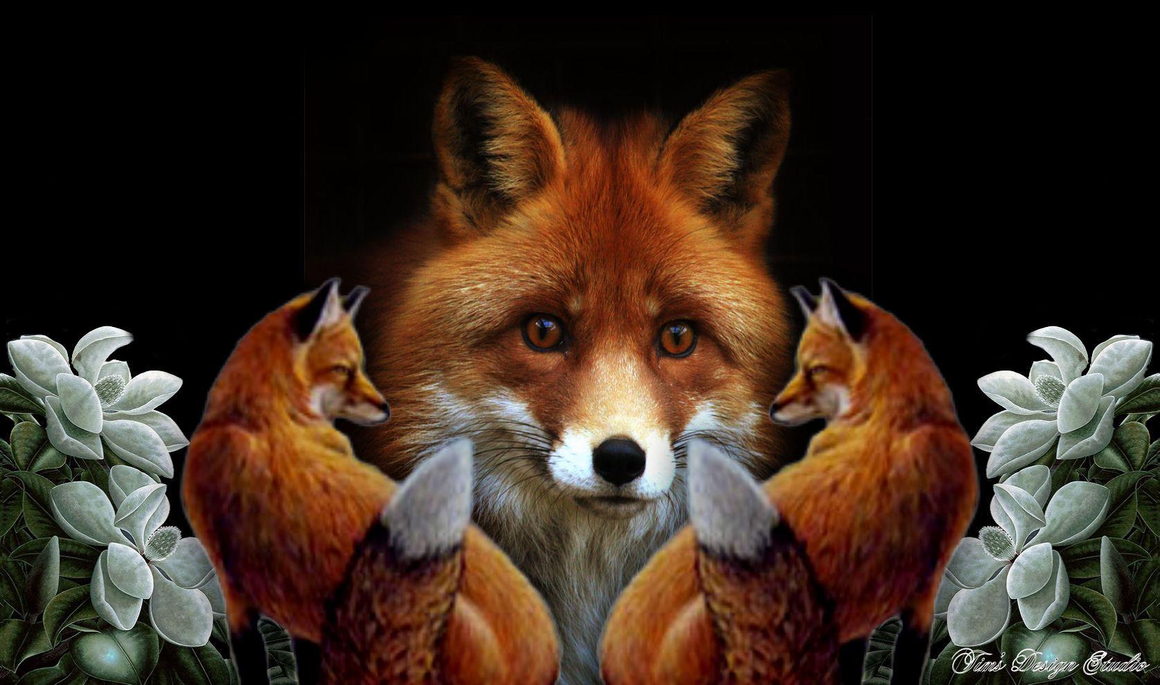 The Fox Wallpaper (529)