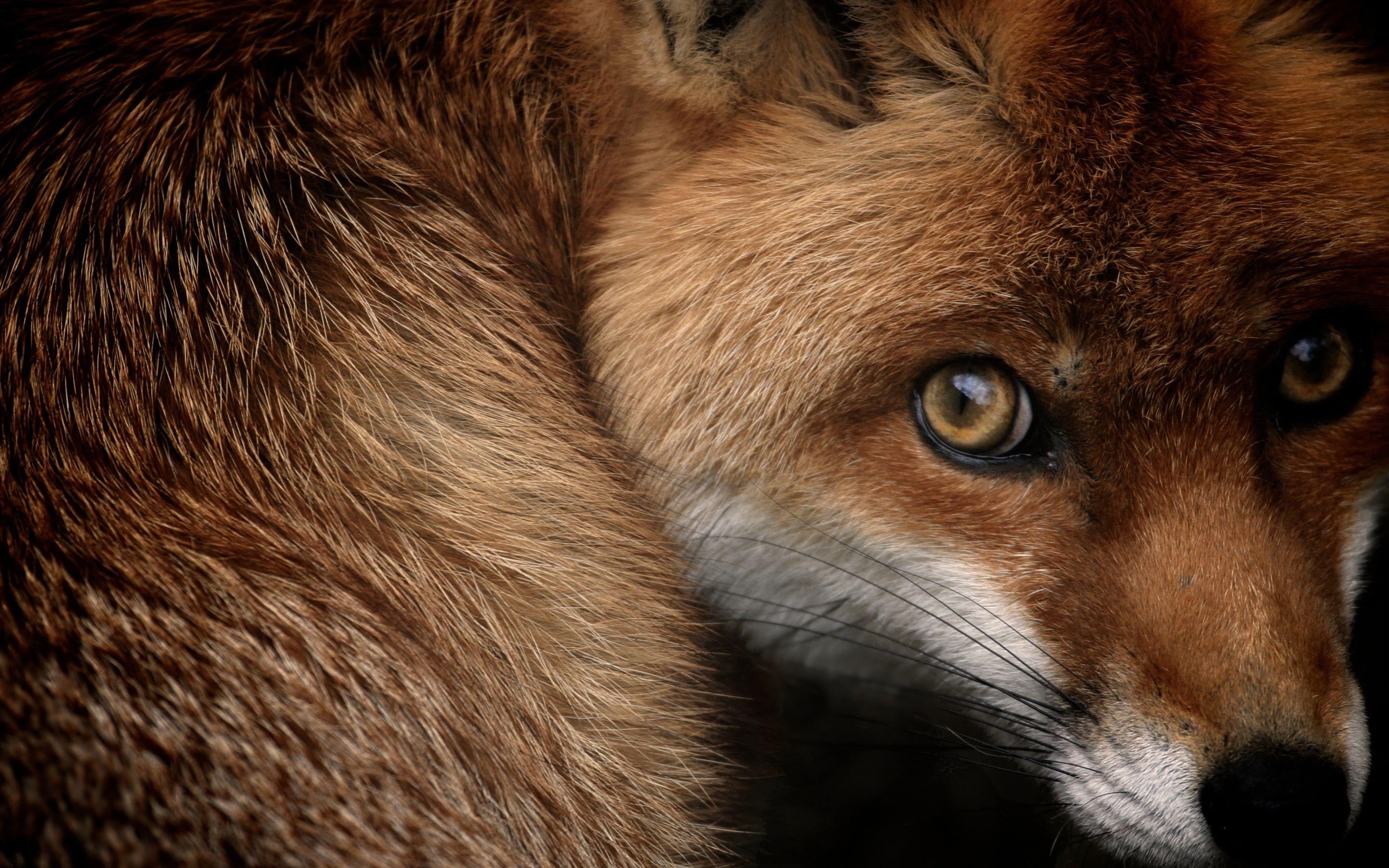 Red fox Wallpaper