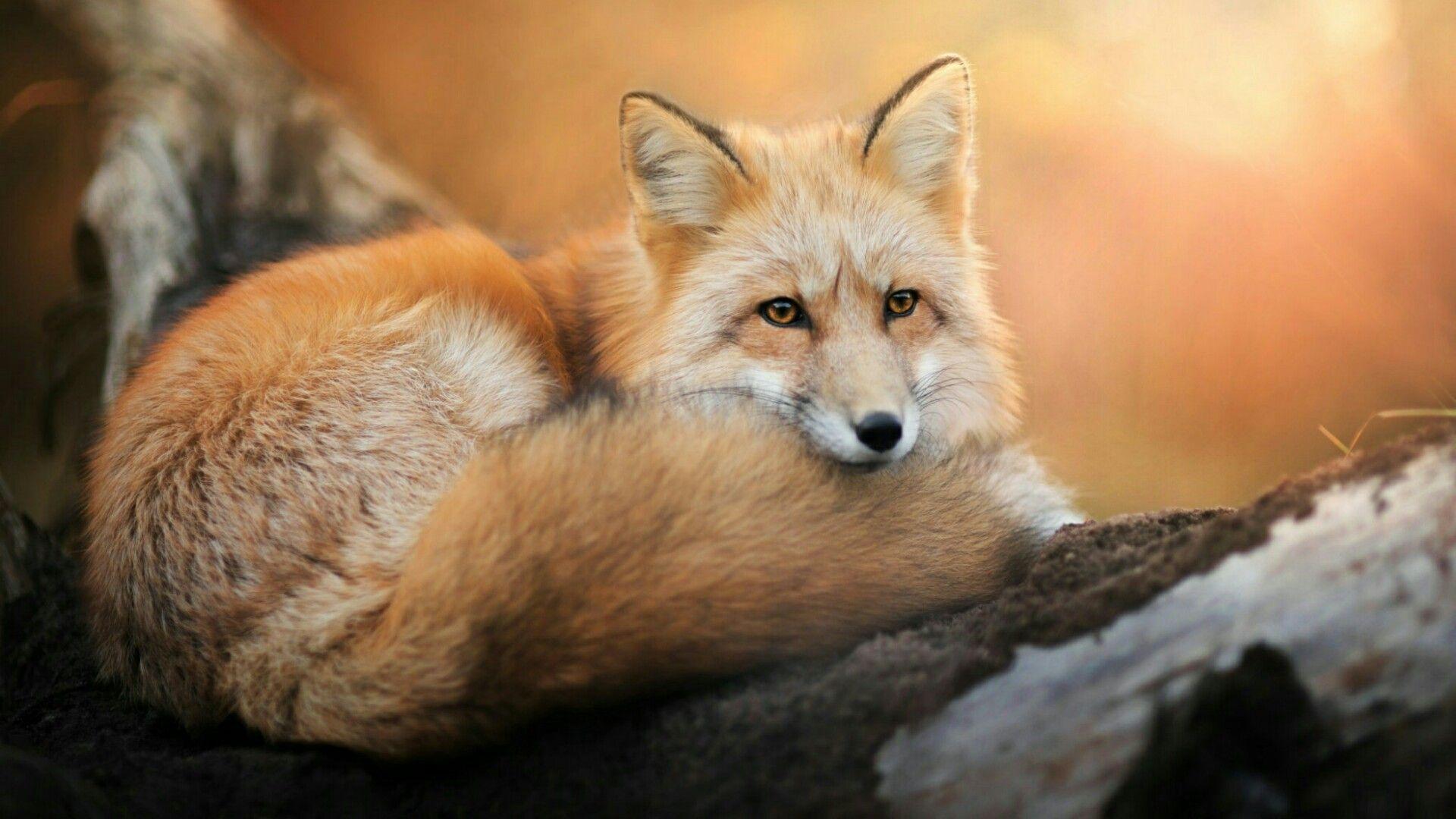 Fox Photos Download The BEST Free Fox Stock Photos  HD Images