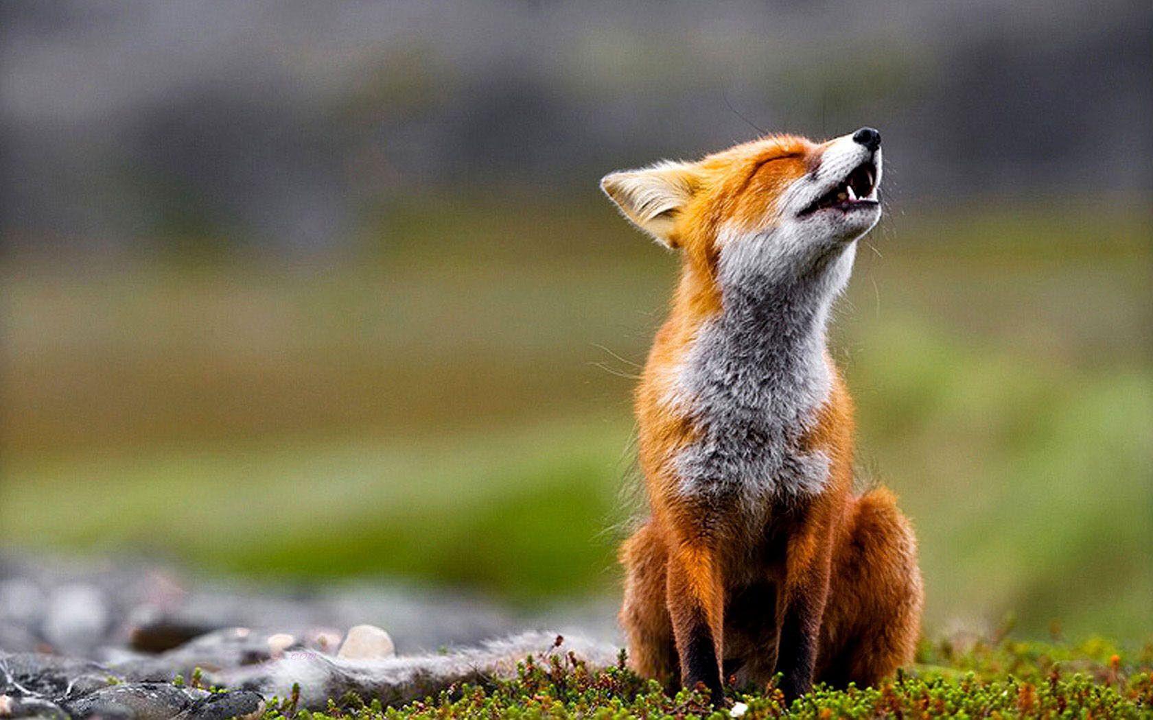 Red Fox Wallpaper Animal Spot