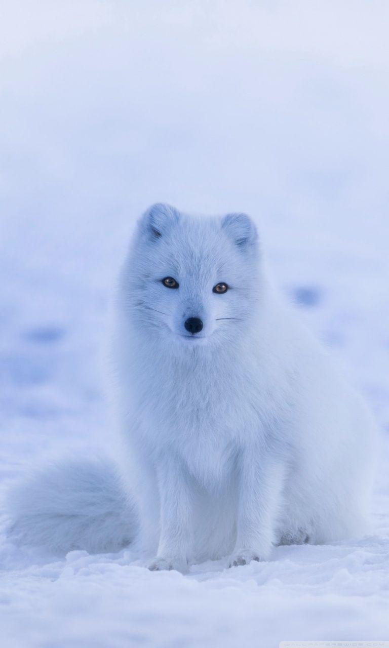 White Fox ❤ 4K HD Desktop Wallpaper for 4K Ultra HD TV • Wide