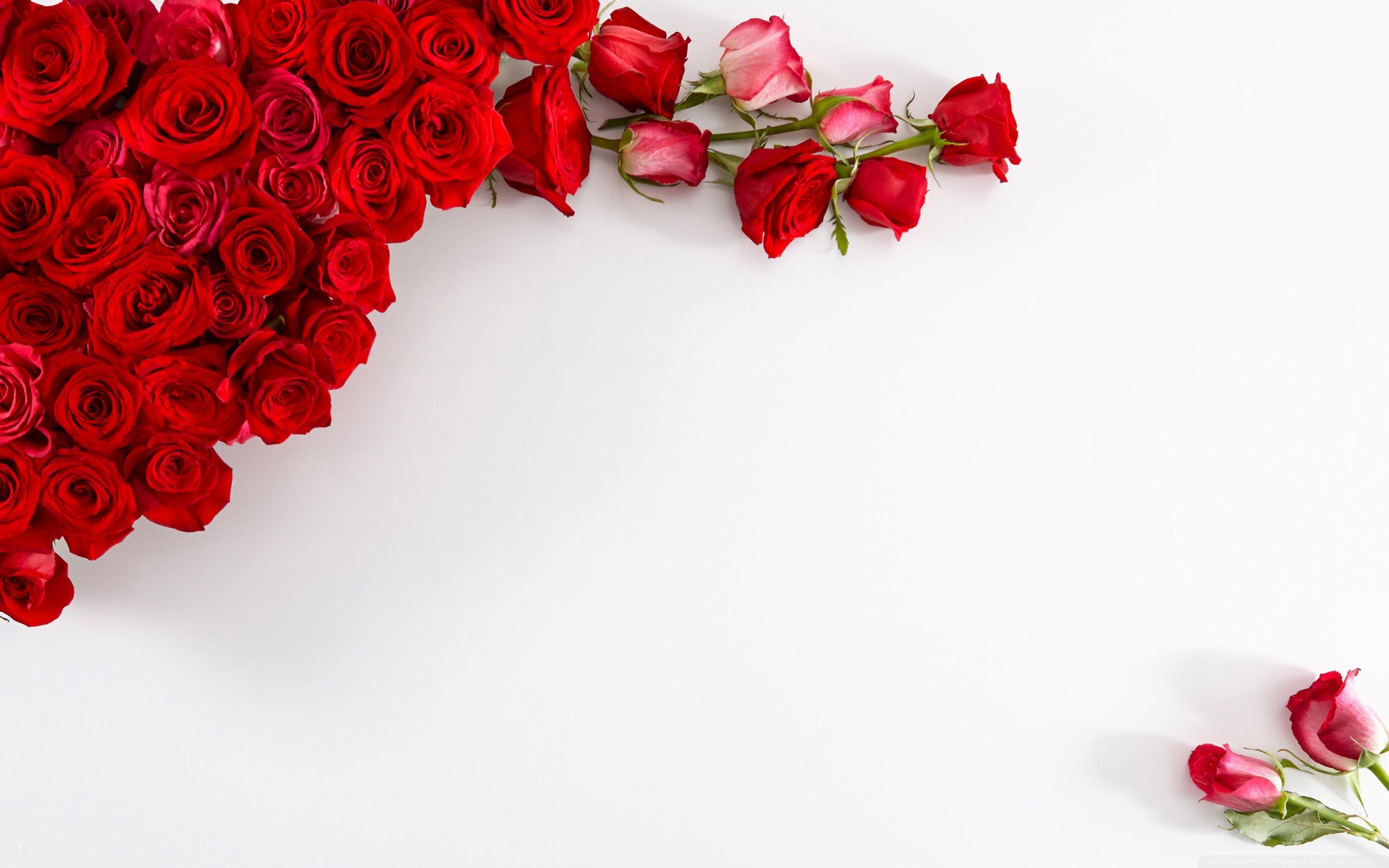Red Roses on White Background ❤ 4K HD Desktop Wallpaper for • Wide