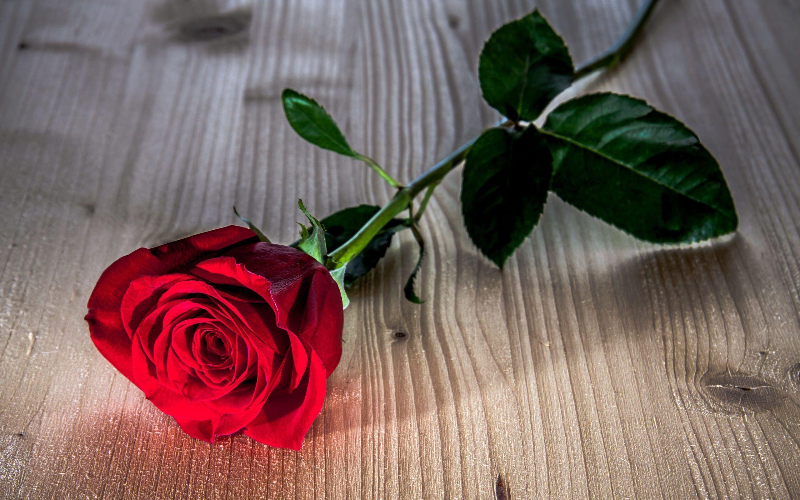 Red Rose Wallpaper, Red Rose Image Galleries,. T4.Themes