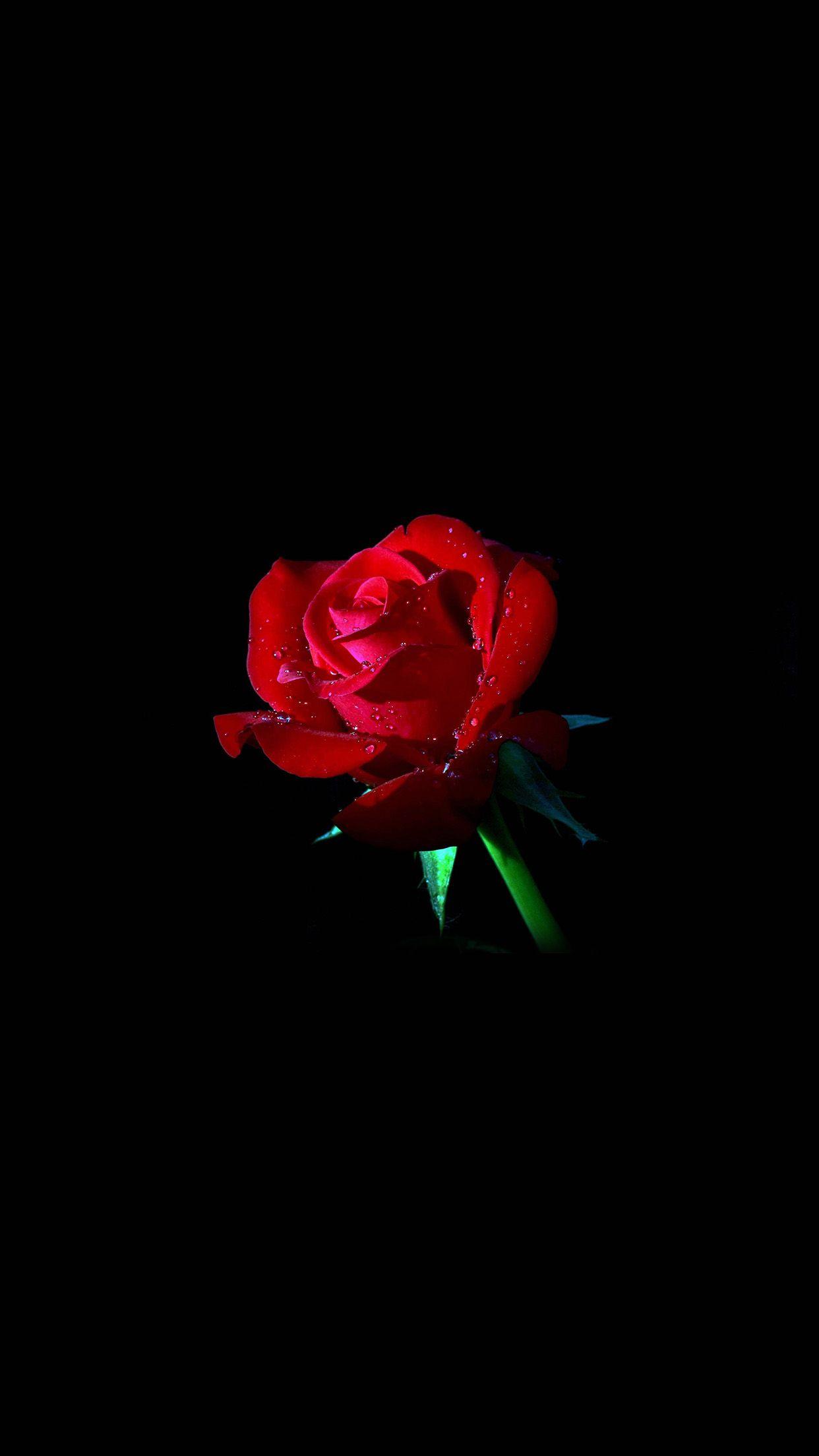 Red Rose Dark Flower Nature Android wallpaper HD wallpaper