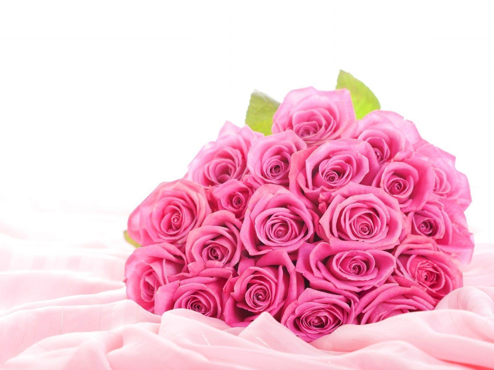 Download Beautiful Pink Roses Wallpaper For Desktop HD Background