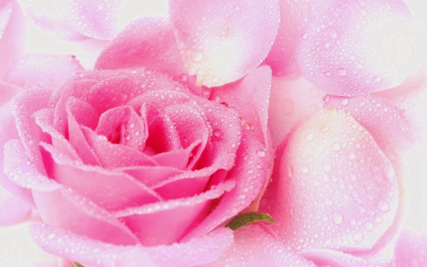 Pink Rose Wallpaper. Beautiful Flowers Wallpaper
