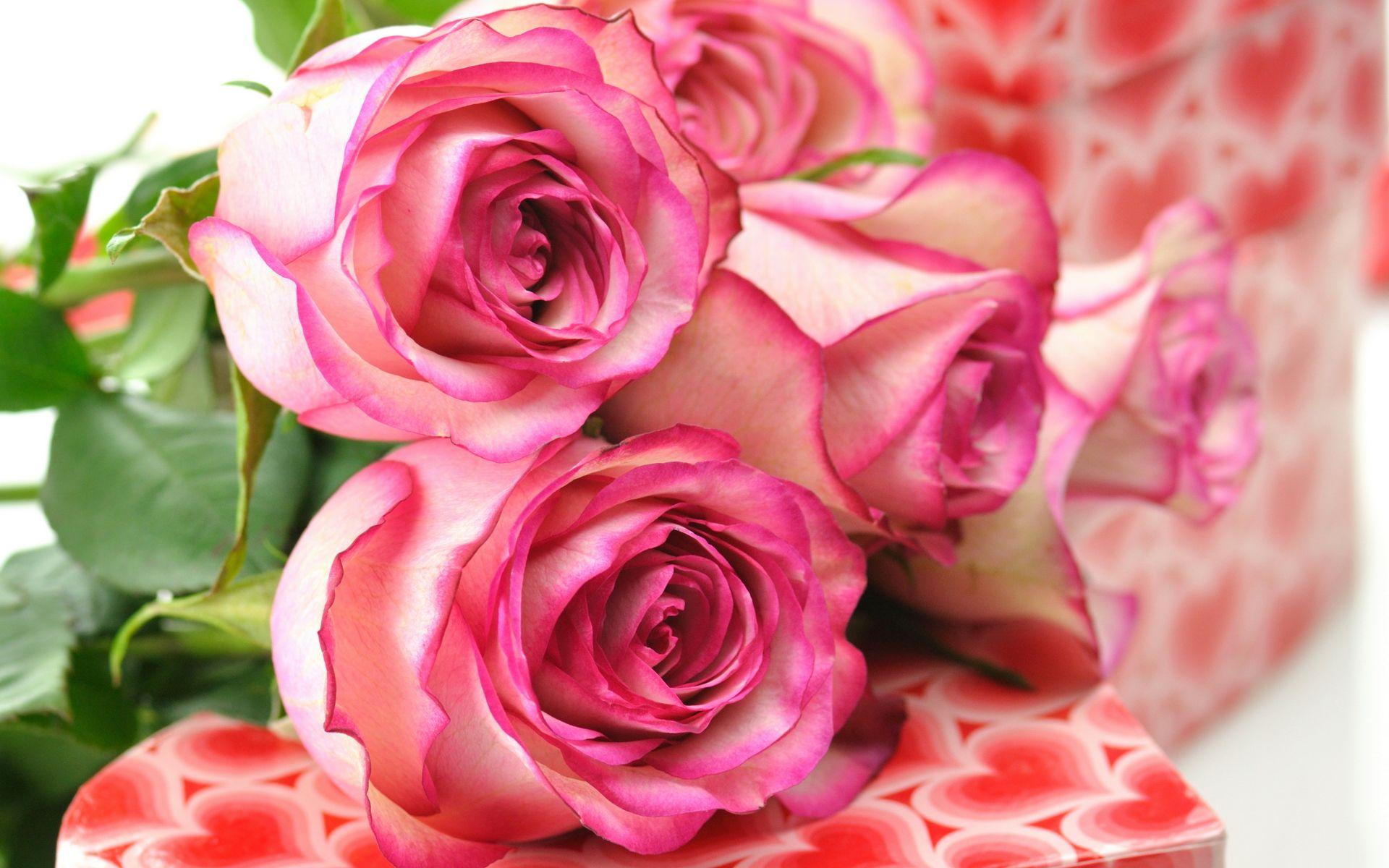Pink Roses Wallpaper For Desktop HD High Resolution Of Pc