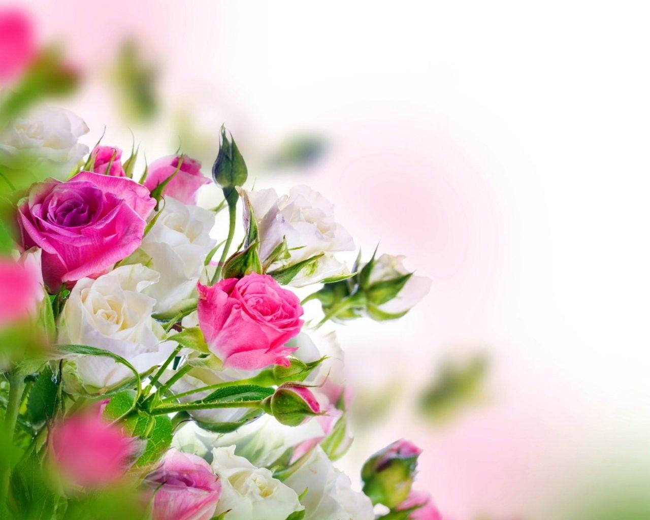 Flowers Bloom White Pink Rose Wallpaper Flower Beautiful Flower HD
