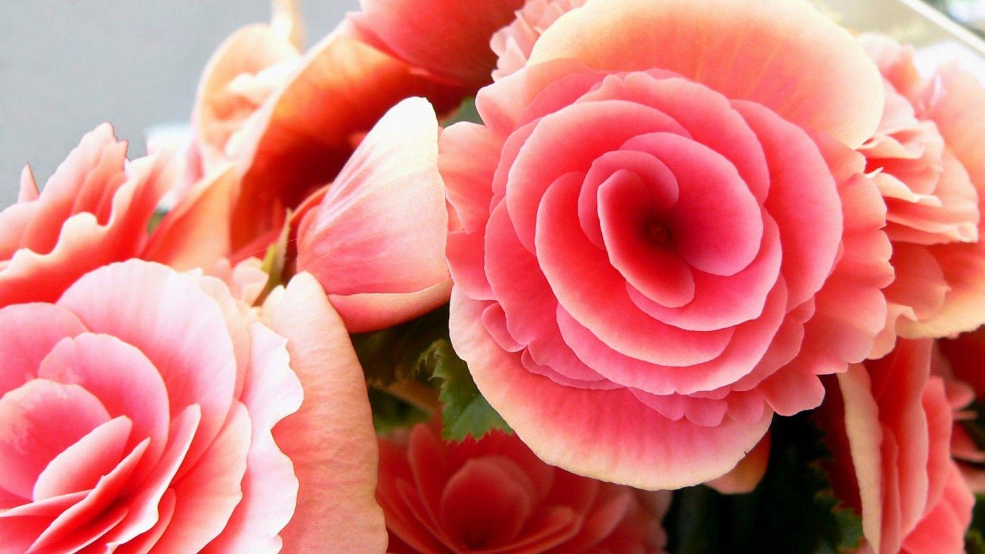 Pink Roses Wallpaper Desktop HD Beautiful Pink Roses Flowers