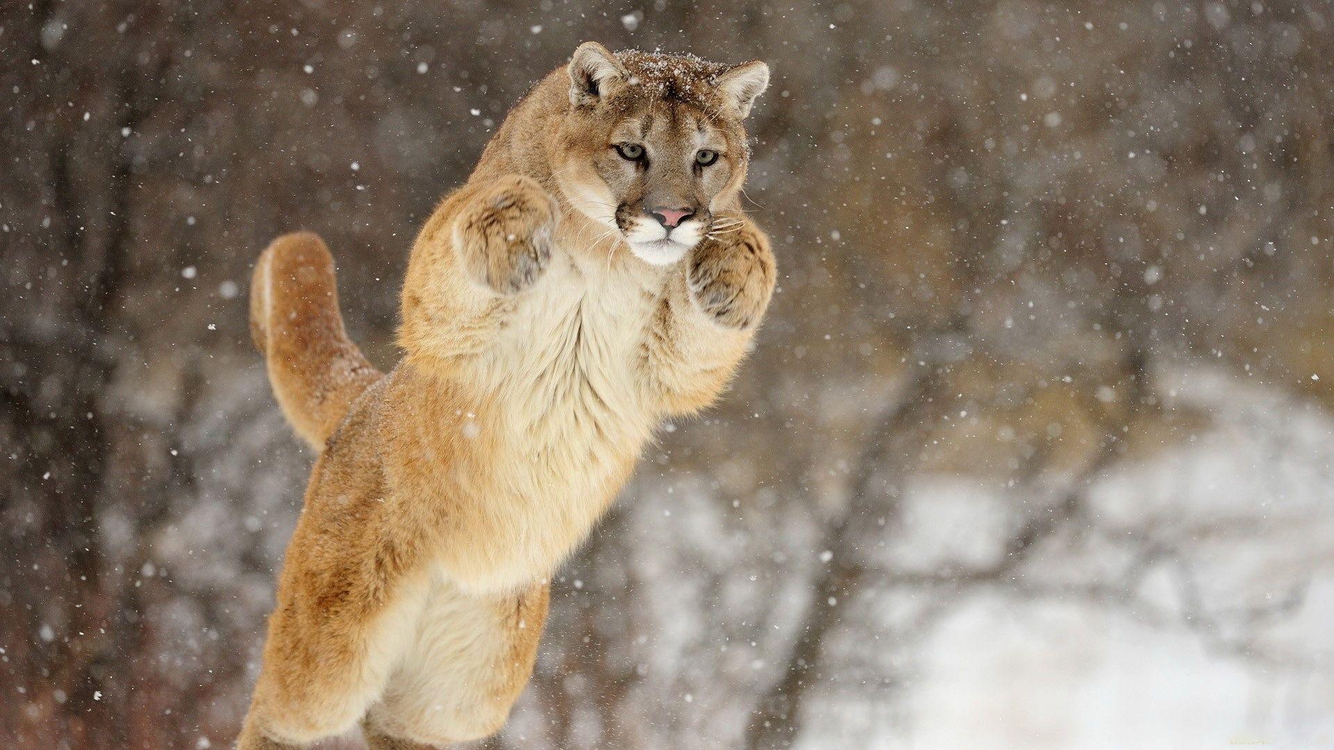 Wallpaper Puma, Snow, Jump, Winter HD, Picture, Image