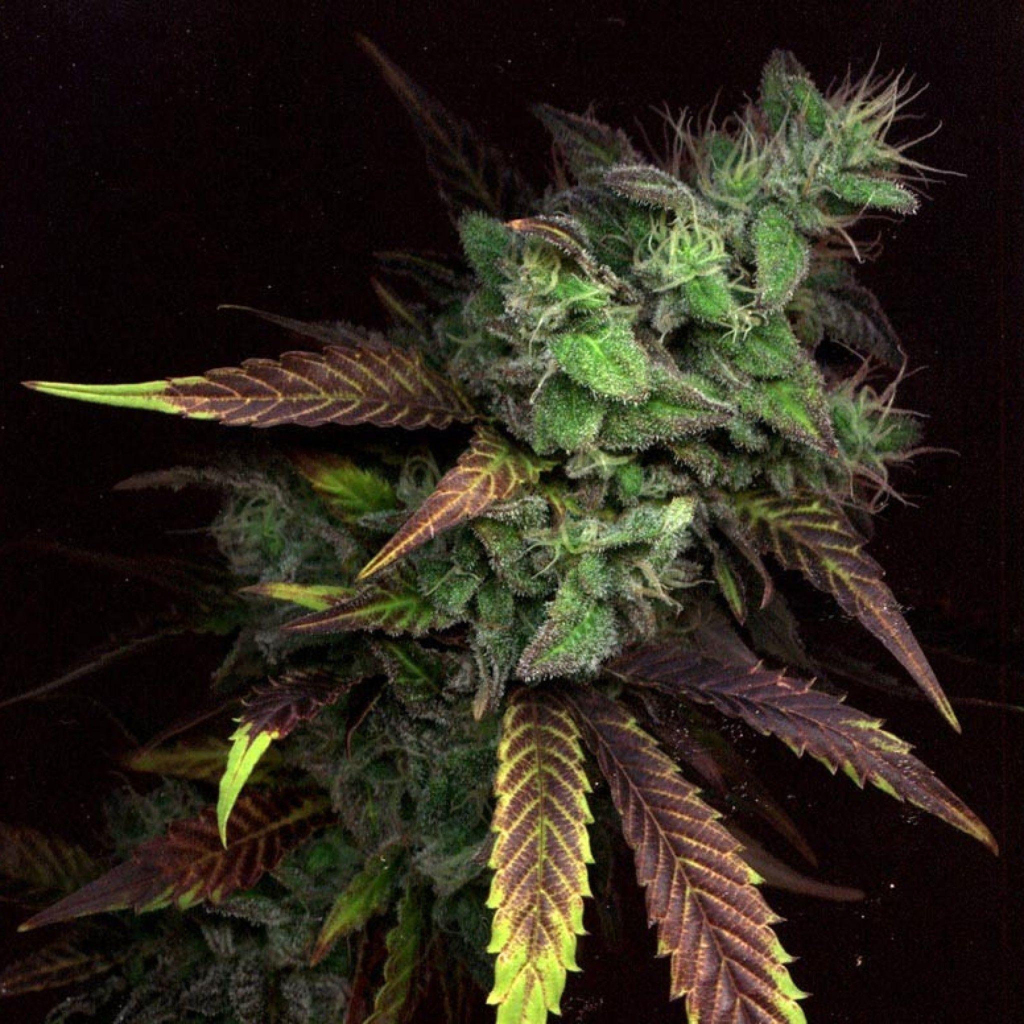 Purple Haze Weed Wallpaper HD Best HD Wallpaper