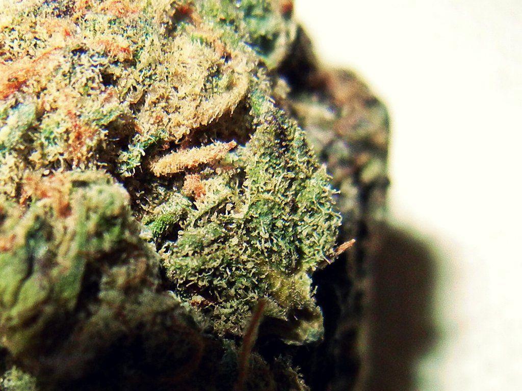 Special K Kush Closeup