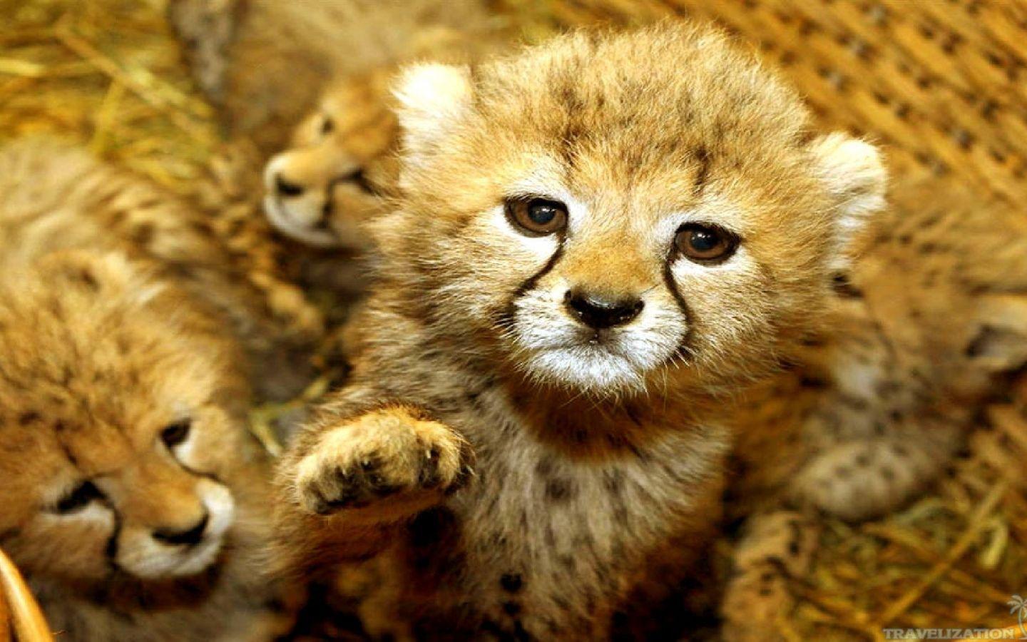 Desktop baby wild animals wallpaper download