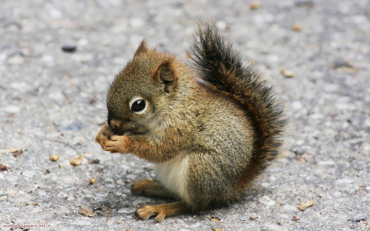 Baby Animal Wallpaper