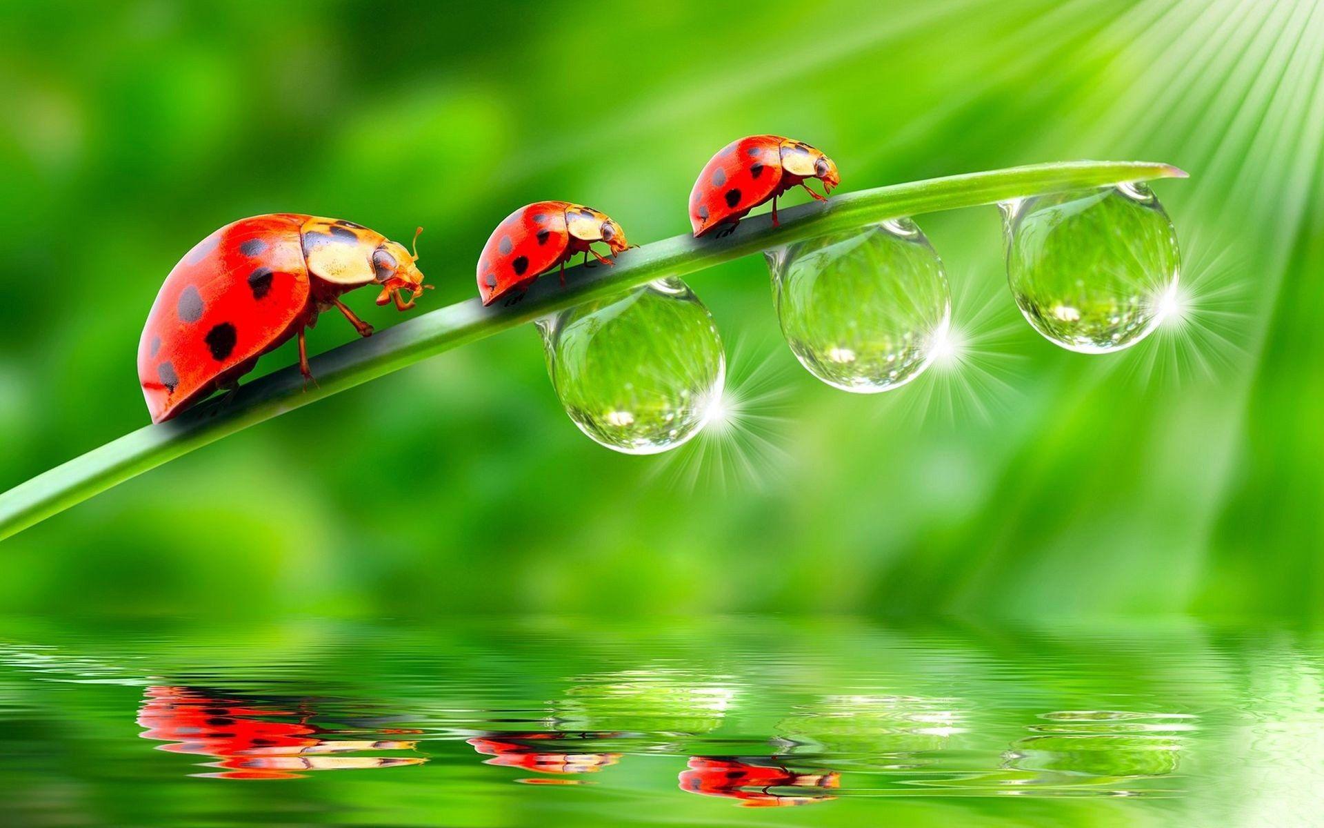 Wallpaper.wiki Ladybird Leaf Water Drop Background PIC WPD0011901