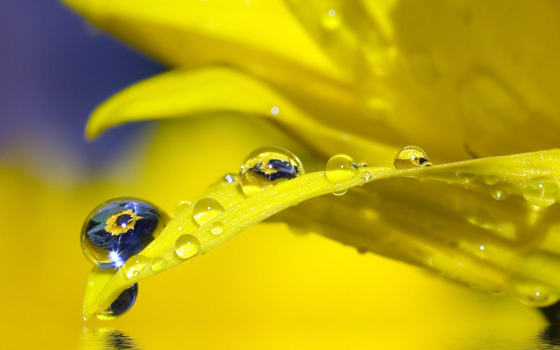 Water Drop Wallpaper, Picture, Image