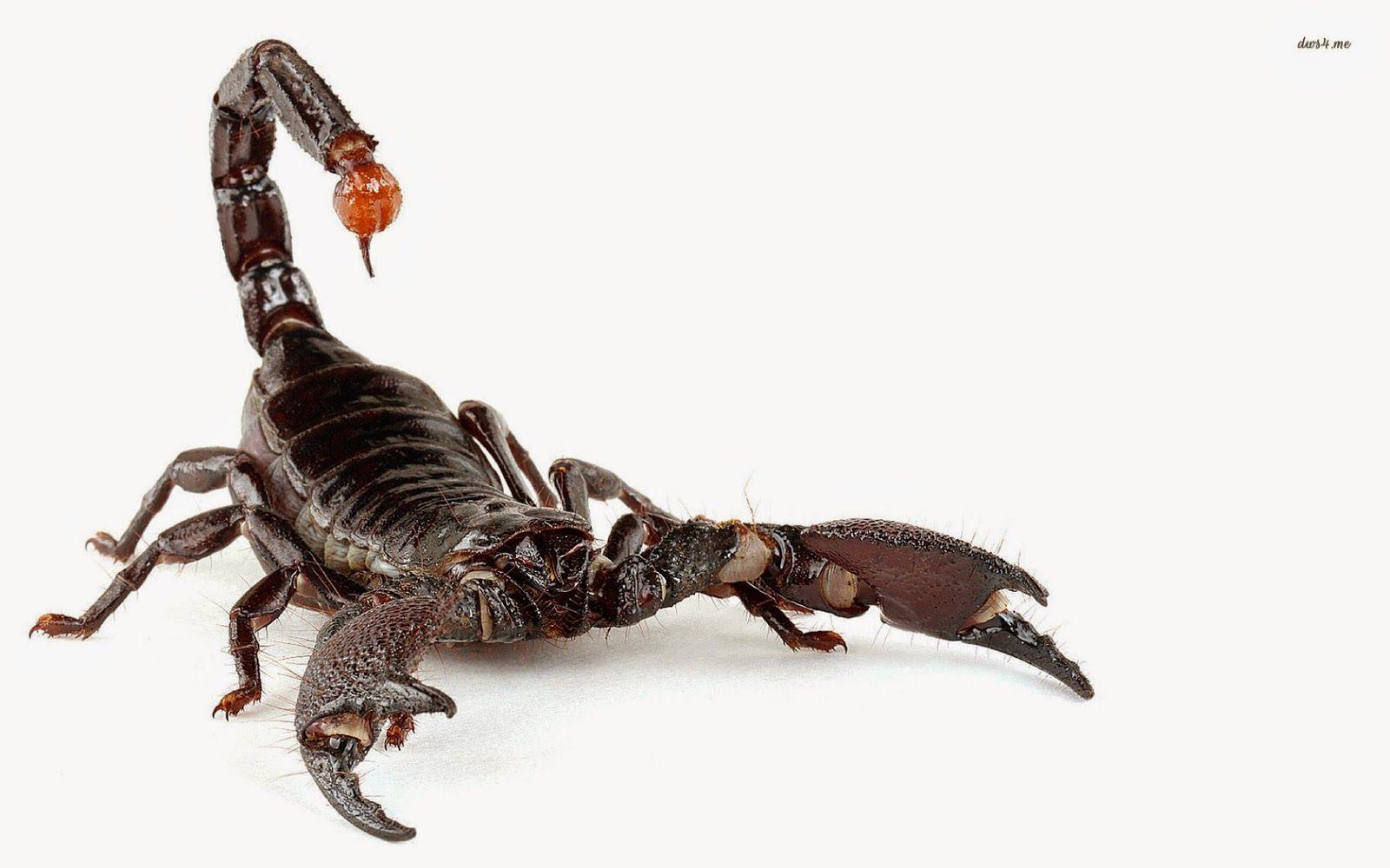 Scorpion, Wallpaper and Picture BackGrounds Collection for desktop