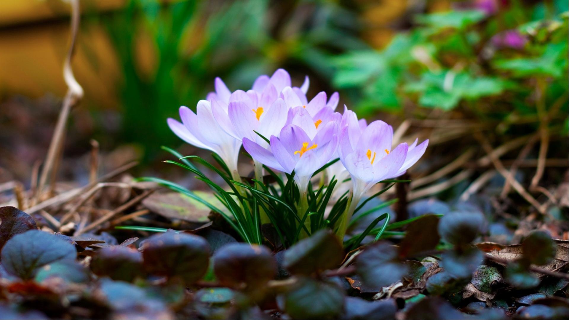 Full HD Nature Wallpaper for Laptop with Spring Flower in 1080p. HD
