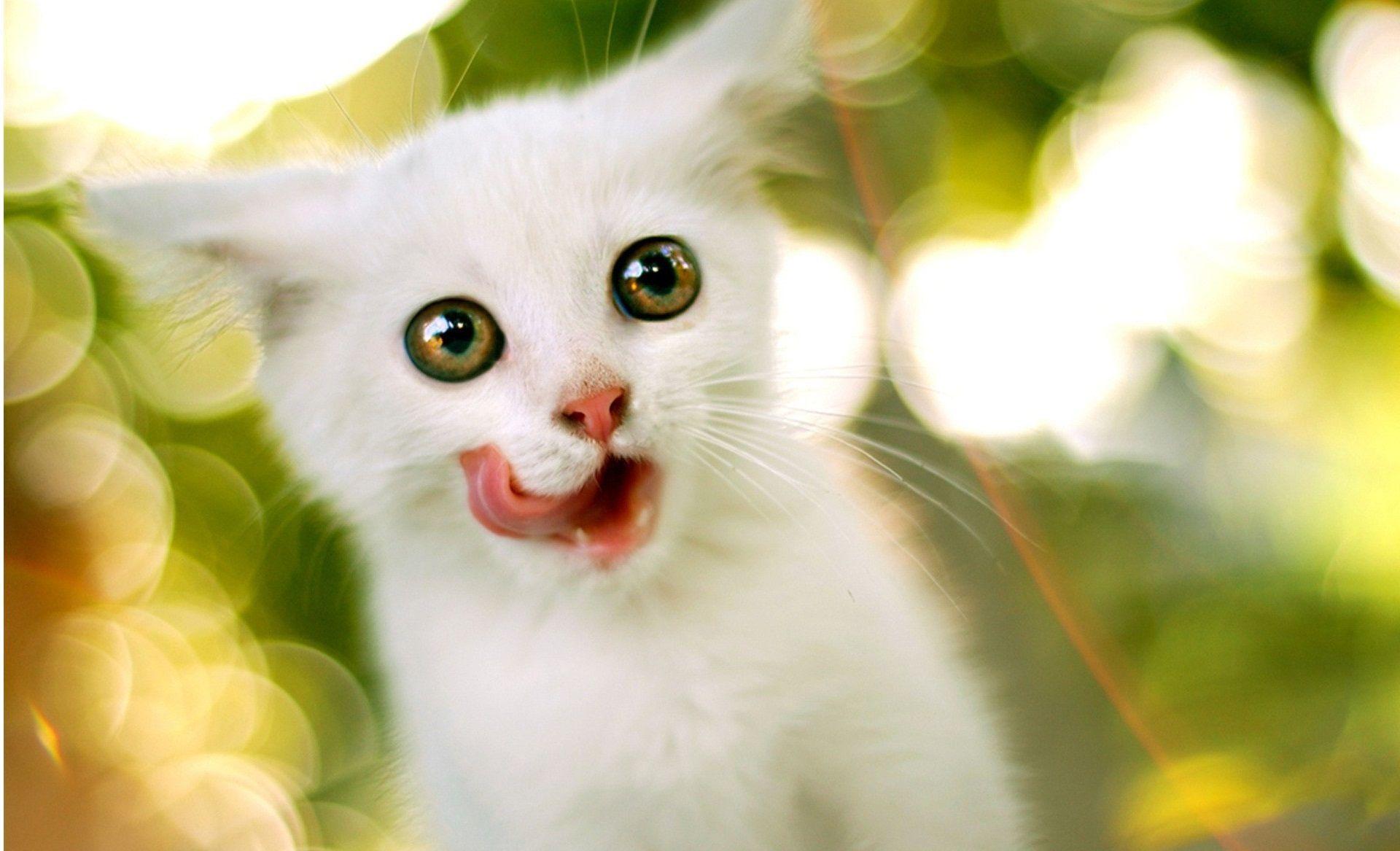 Cute White Cat Wallpaper For Desktop HD Smartphone Animals