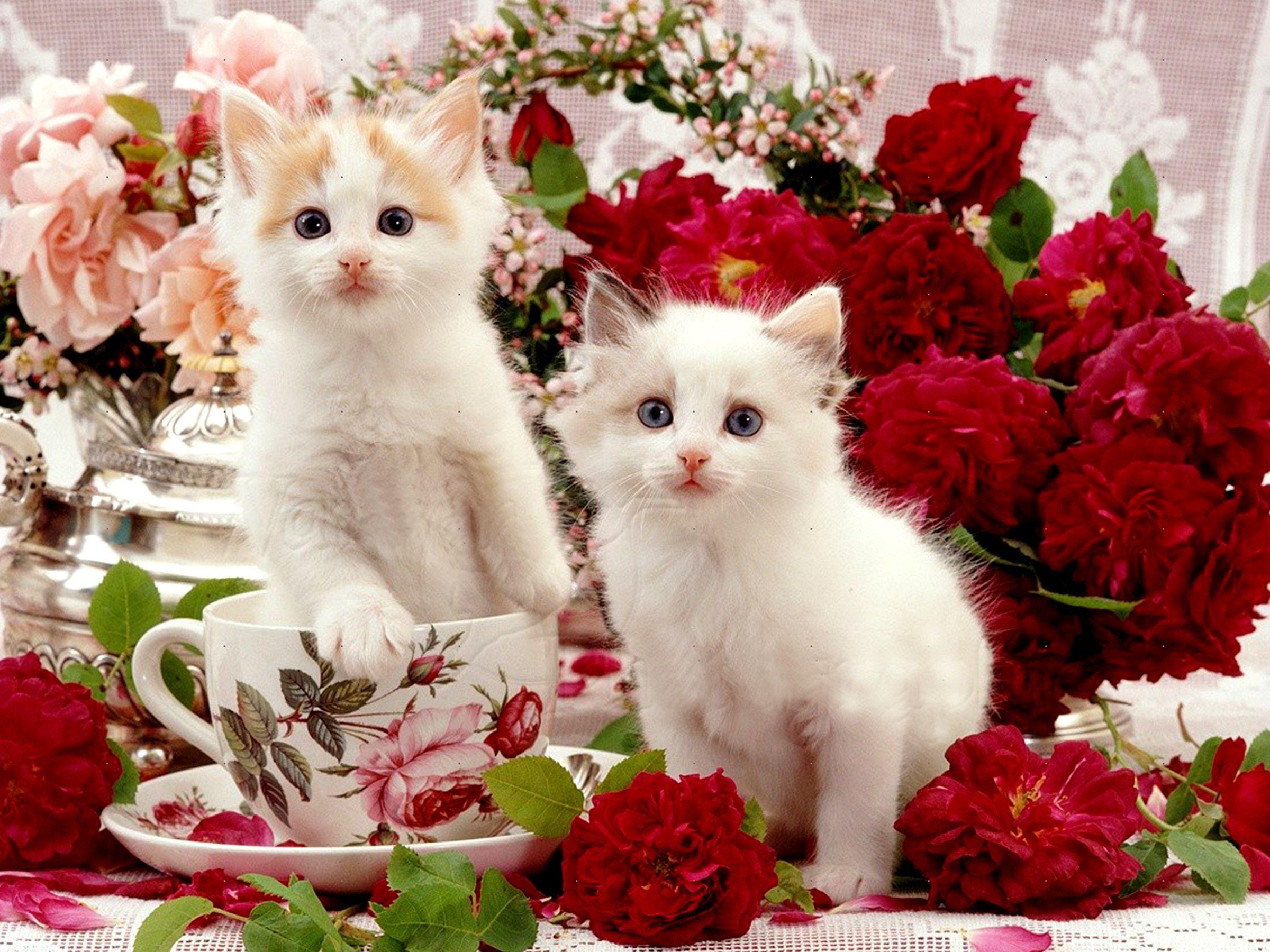 White Kittens Among Flowers Natural 2400×1800