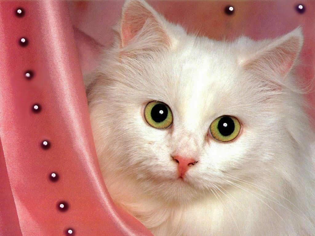 Cute White Cat Wallpapers For Desktop - Wallpaper Cave