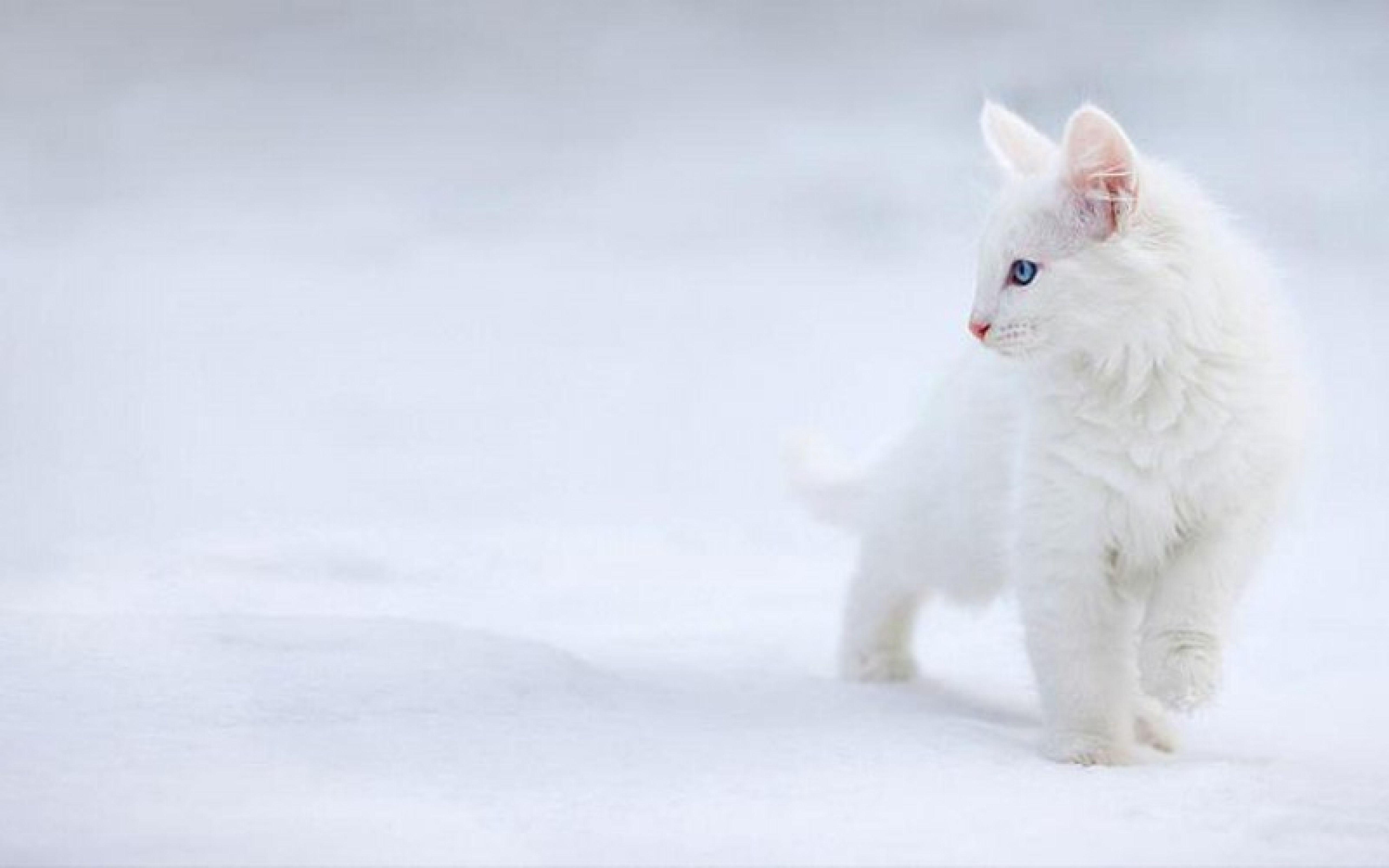 Hd Page Wallpaper Cute White Cat For Desktop Pics. Heavenwalls.com™