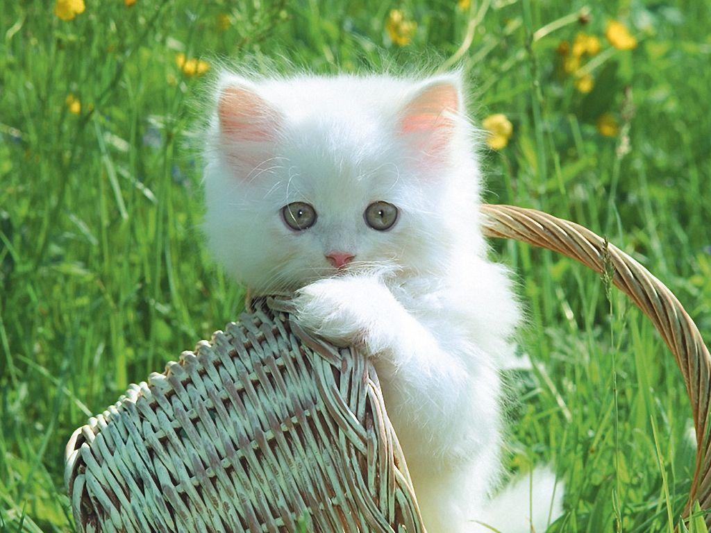 Cute White Kittens Cute Cats White Cat Wallpaper Wp4003482