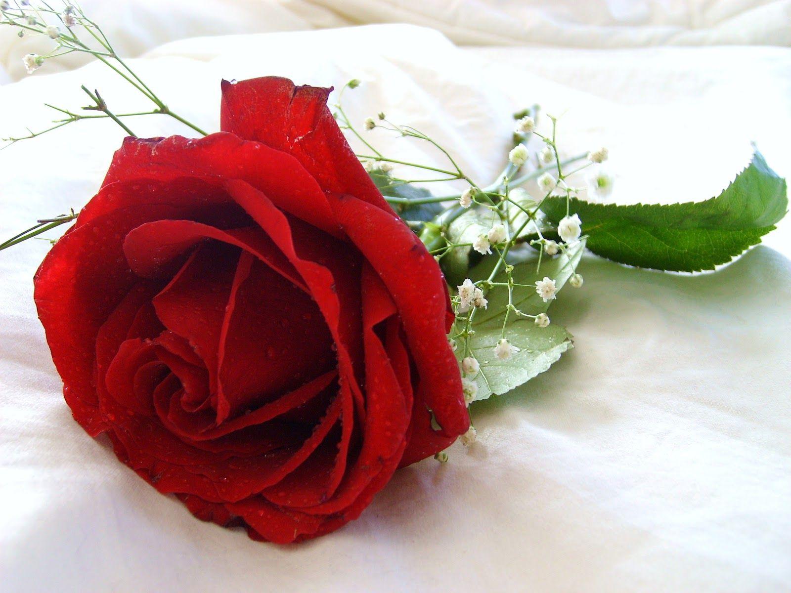 Gul yuzim. Цветы розы. Розы красные и белые.