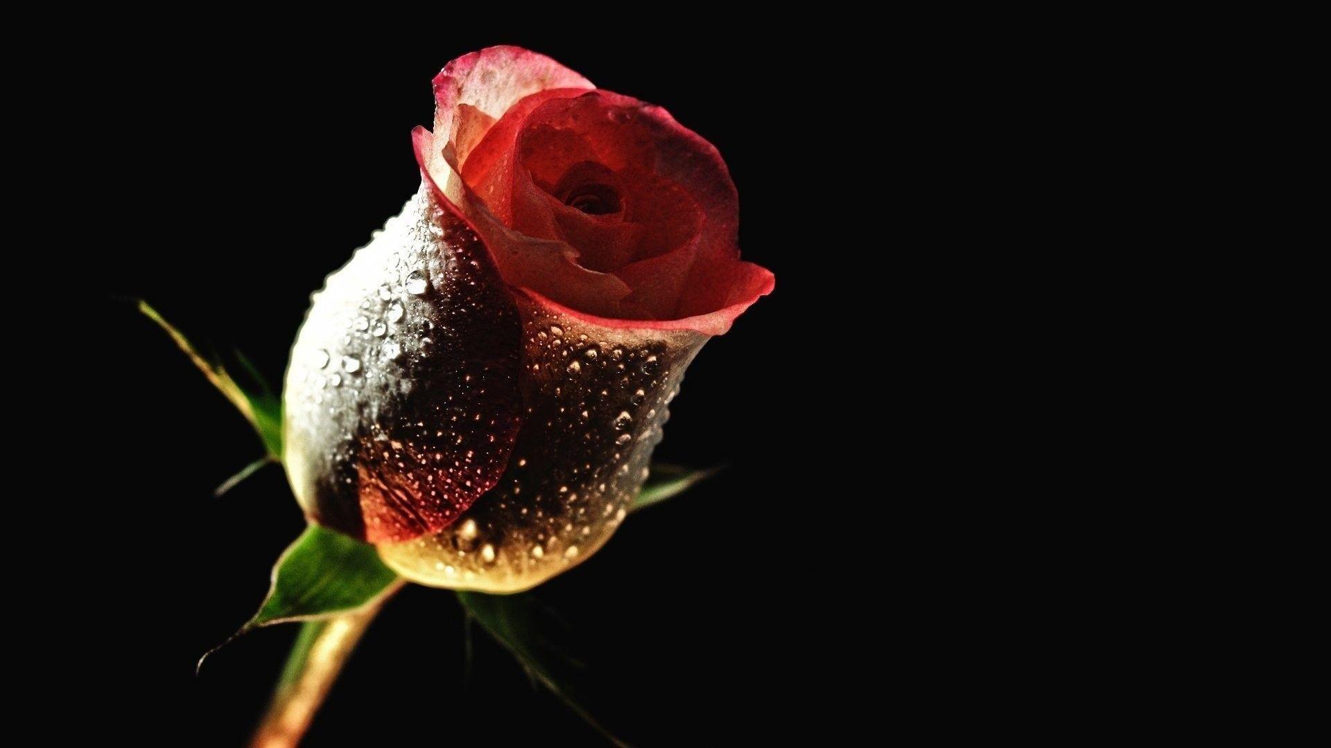 Desktop Rose Flower Background Full HD On All Flowers Download High