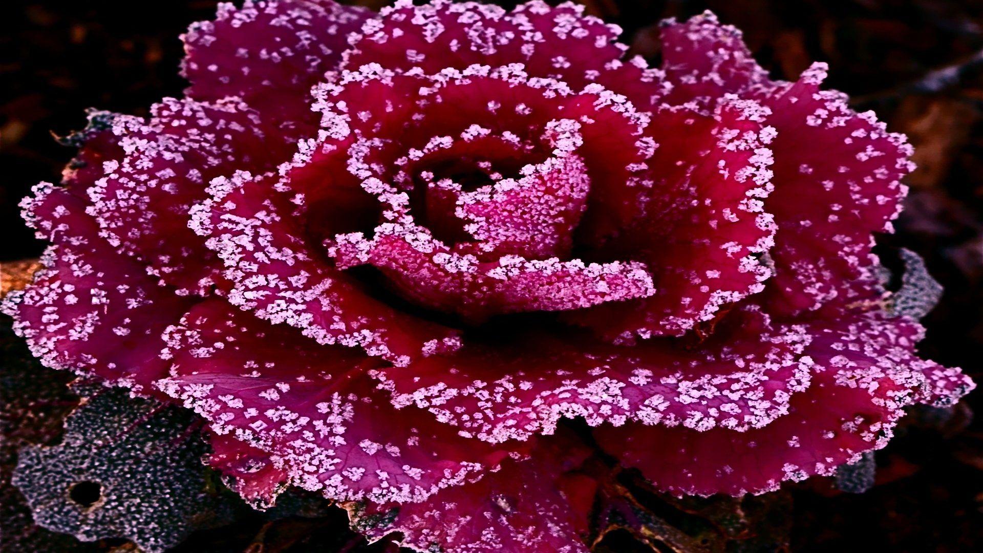 Flower: Crystal Sparkling Rose Flowers Romantic Unique Flower