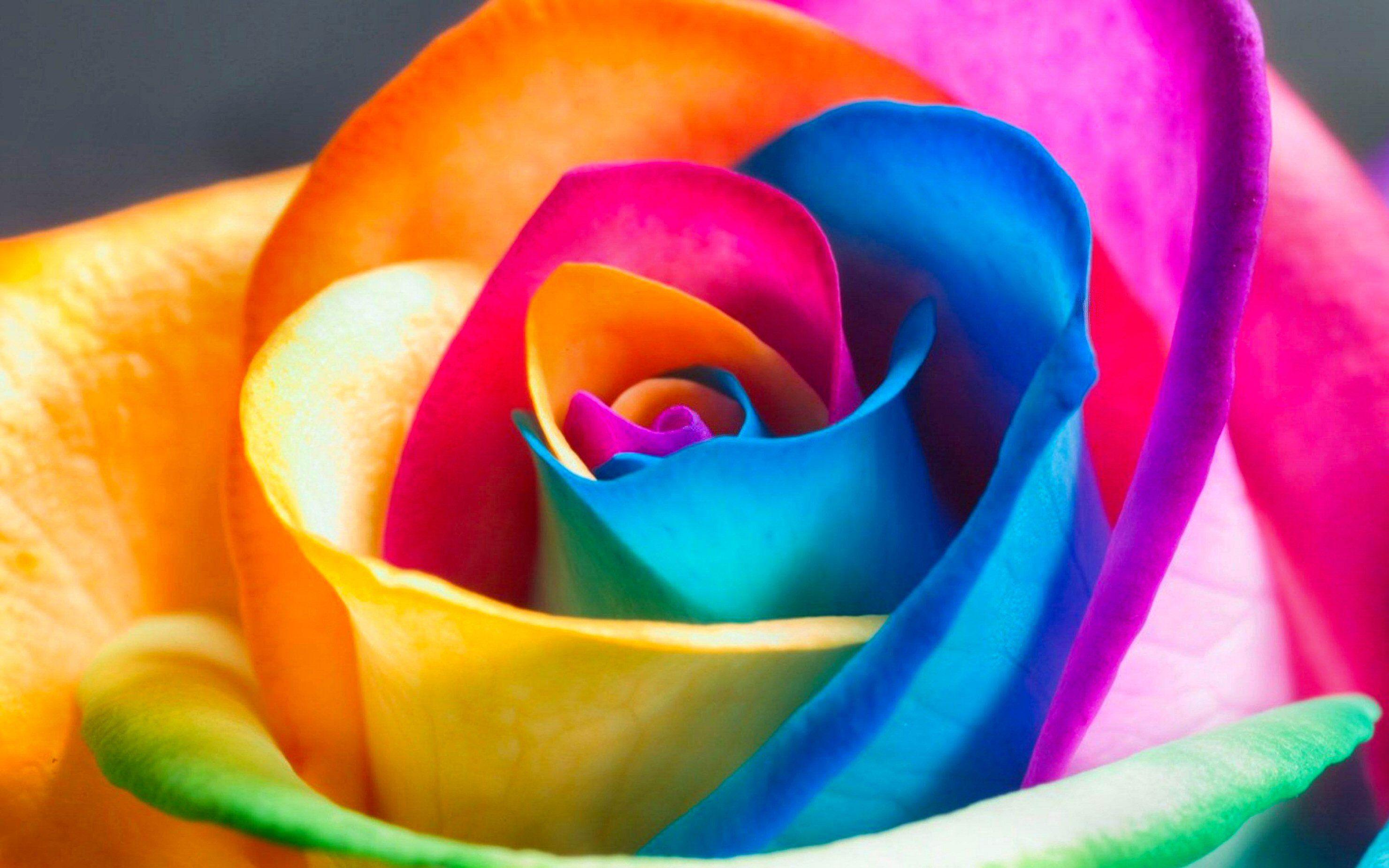 Rose Flower HD Wallpapers