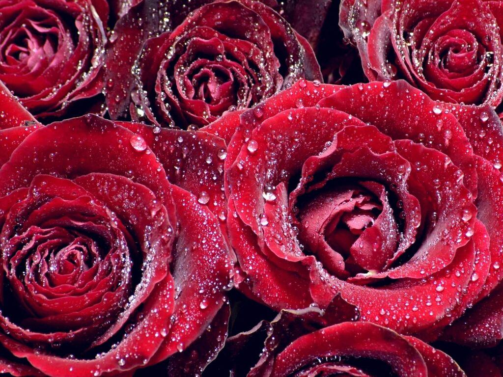 flowers for flower lovers.: Flowers wallpaper HD Rose desktop