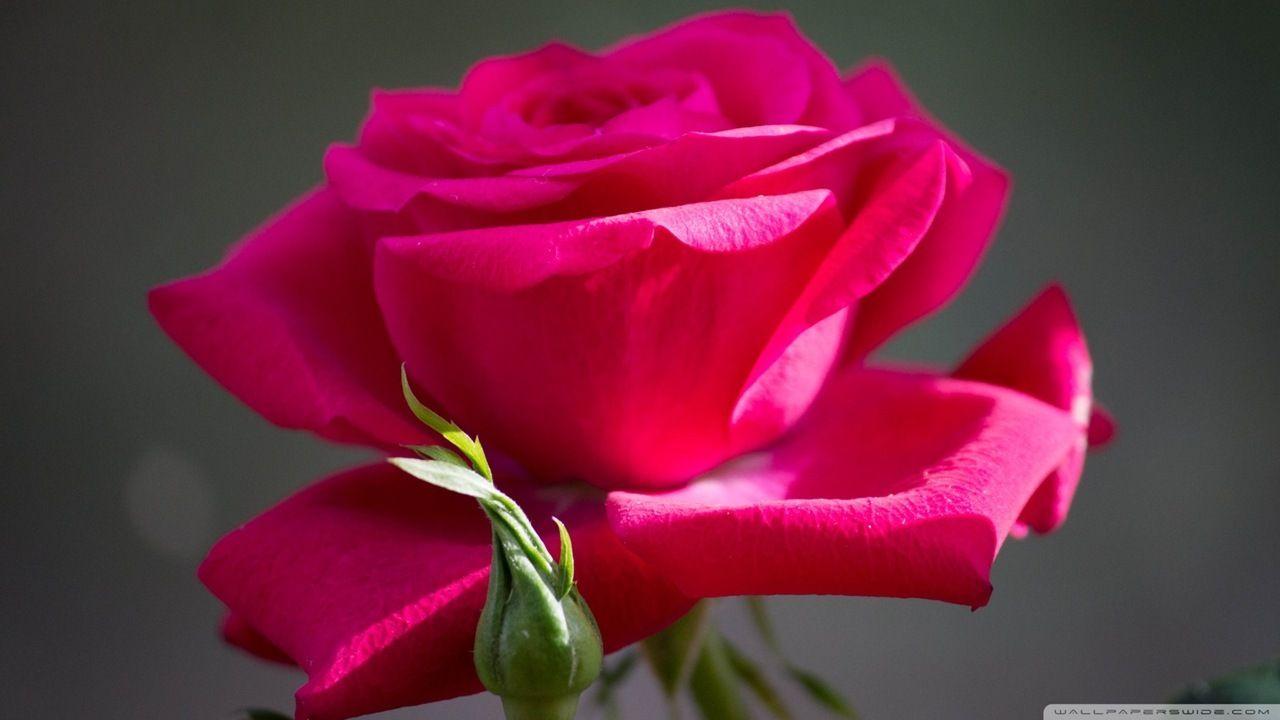 red rose flower HD wallpaper. sekspic.com: Free image hosting
