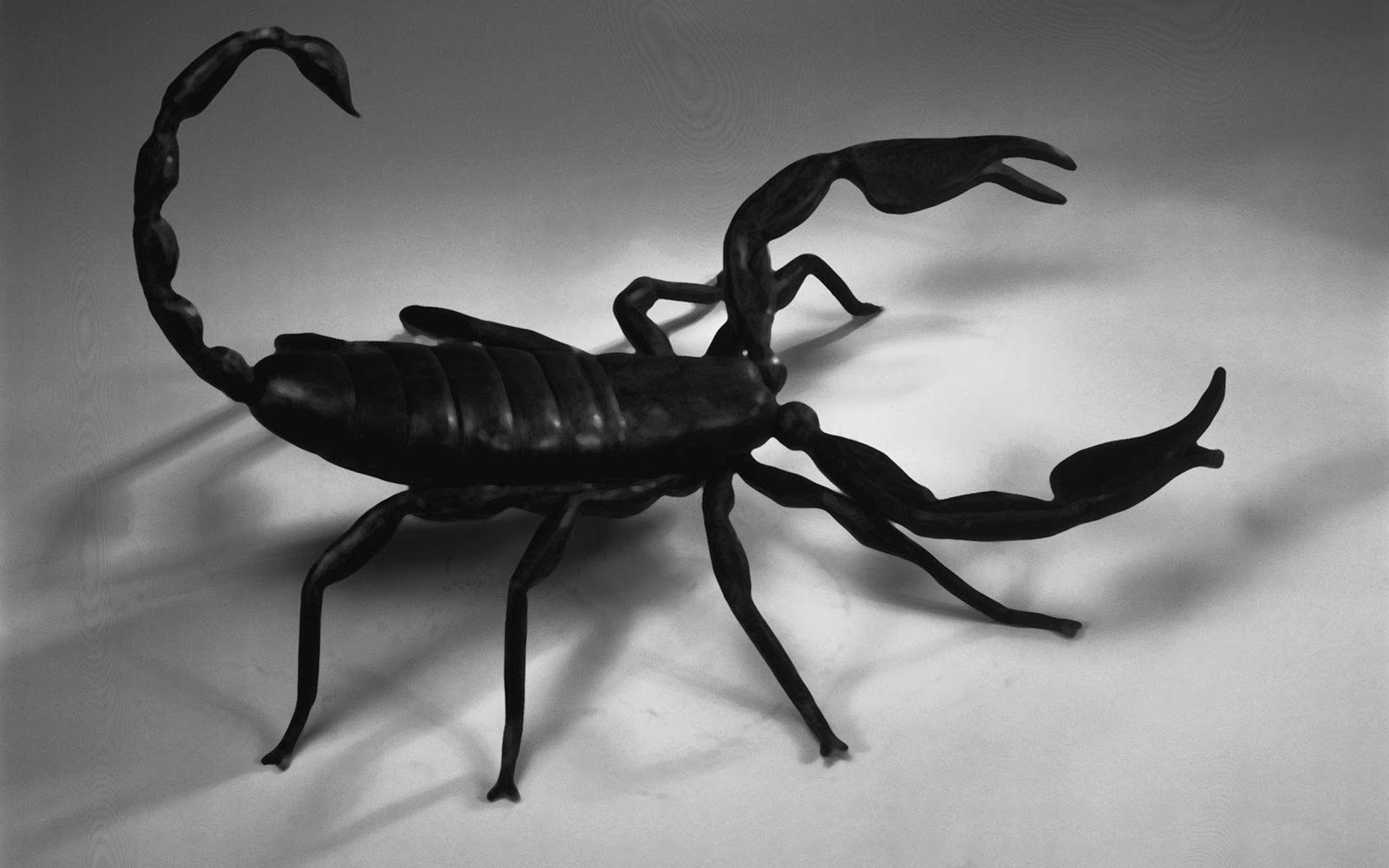 Black Scorpion HD Wallpaper