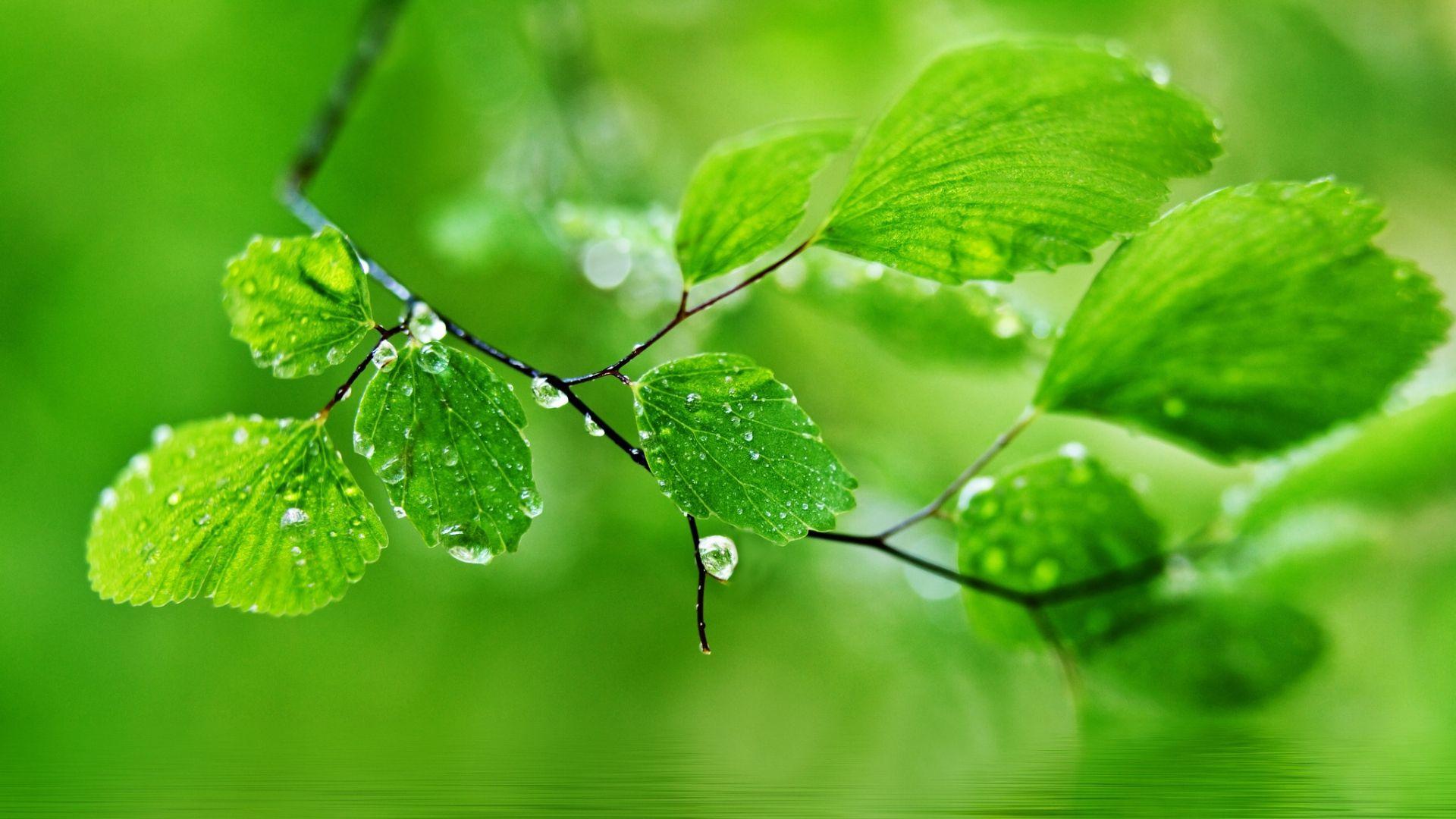 Wallpaper Rain On Leaves HD Pixels Talk Nature Green Desktop Of