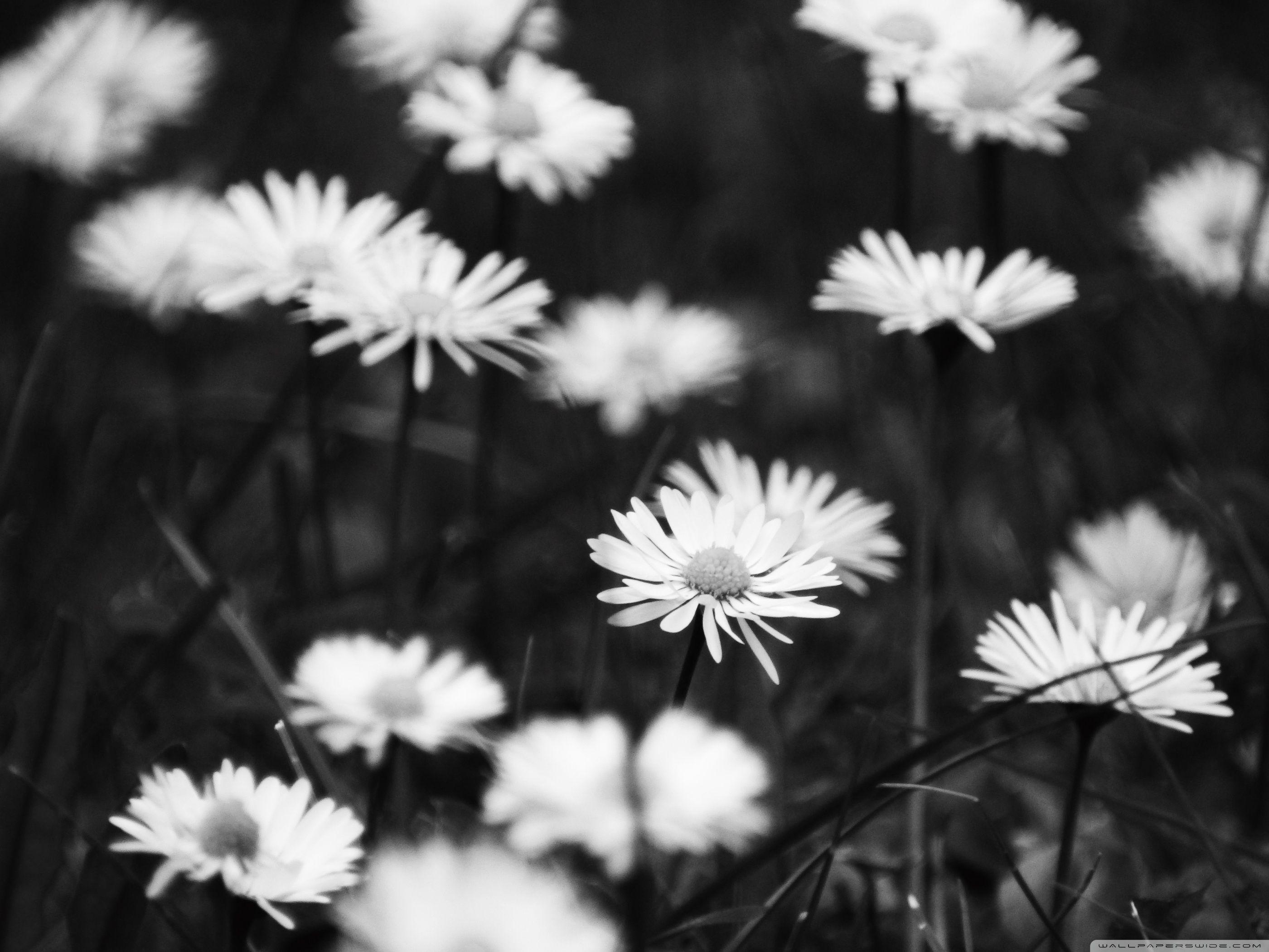 Sad Flowers ❤ 4K HD Desktop Wallpaper for 4K Ultra HD TV • Wide