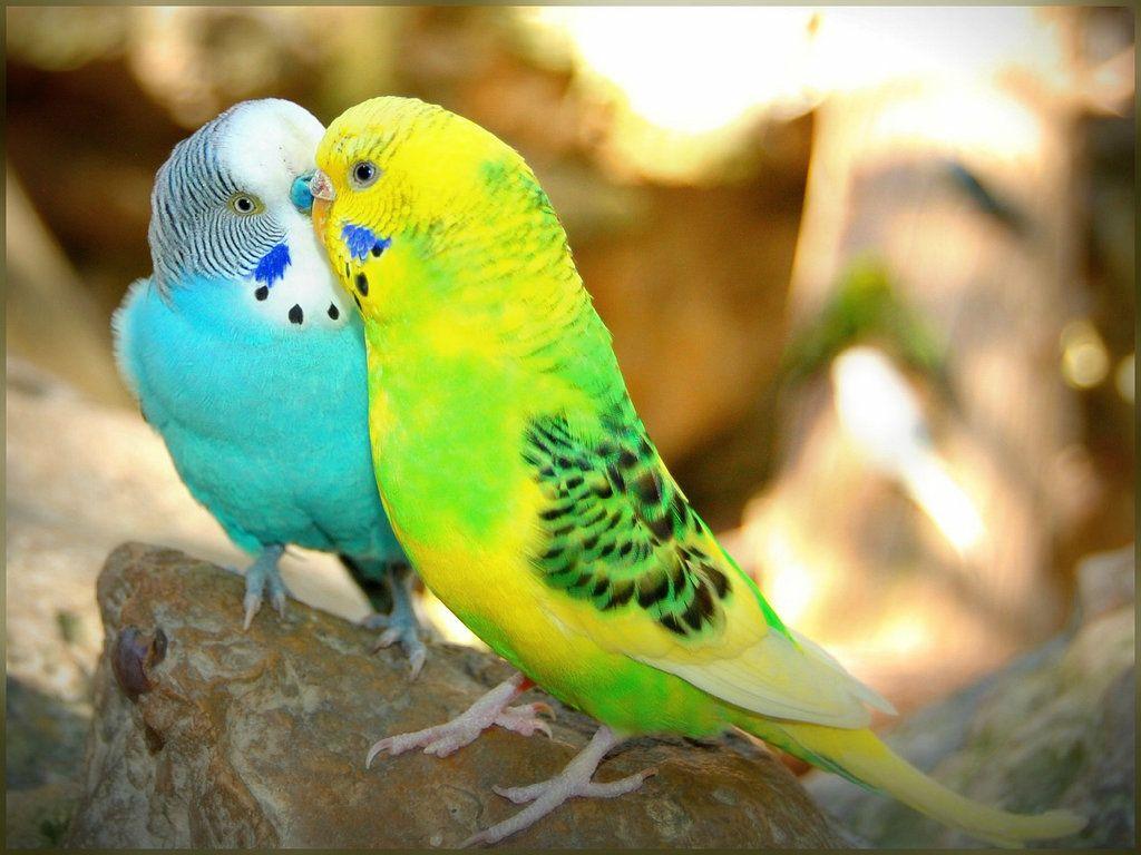 Cute Love Birds Wallpapers - Wallpaper Cave