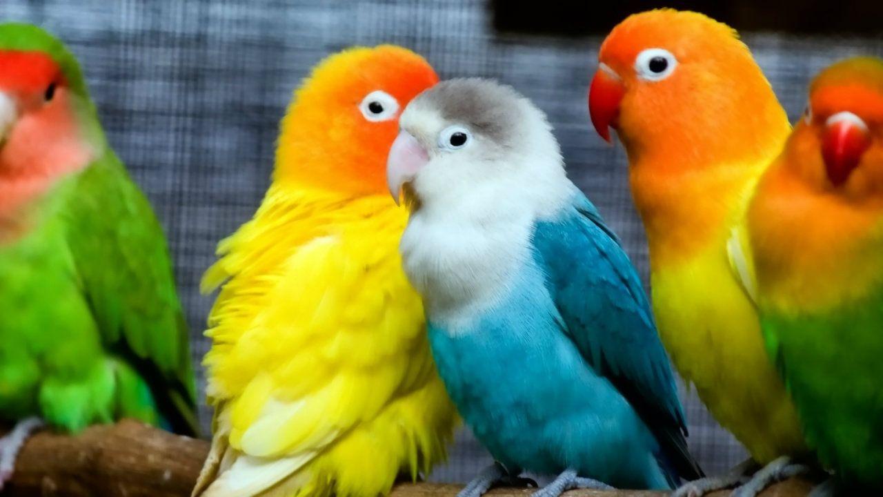 Love Birds HD Image 6 #LoveBirdsHDimage #LoveBirds #Birds