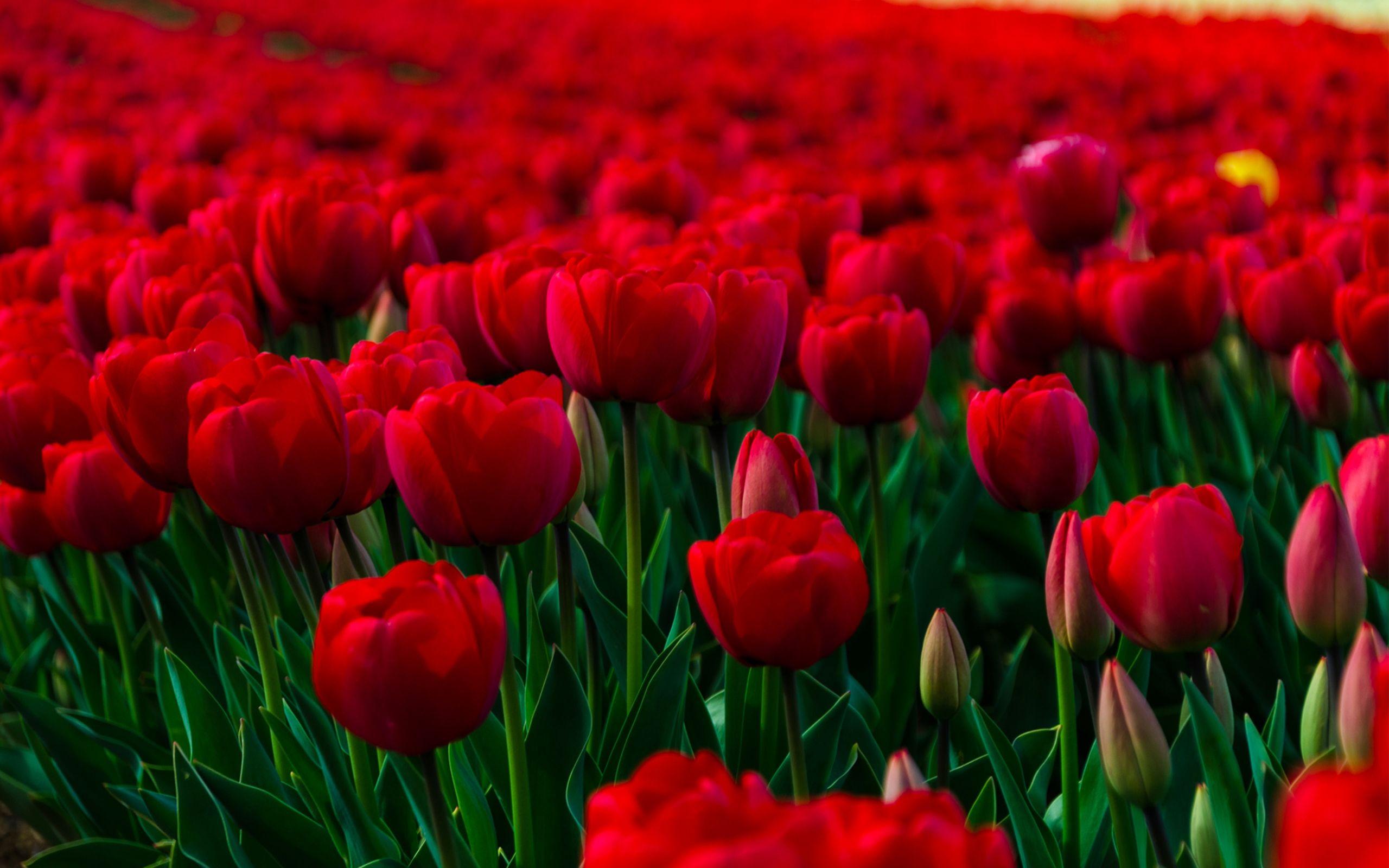 Free Beautiful Flowers Wallpaper For Desktop HD Image Widescreen