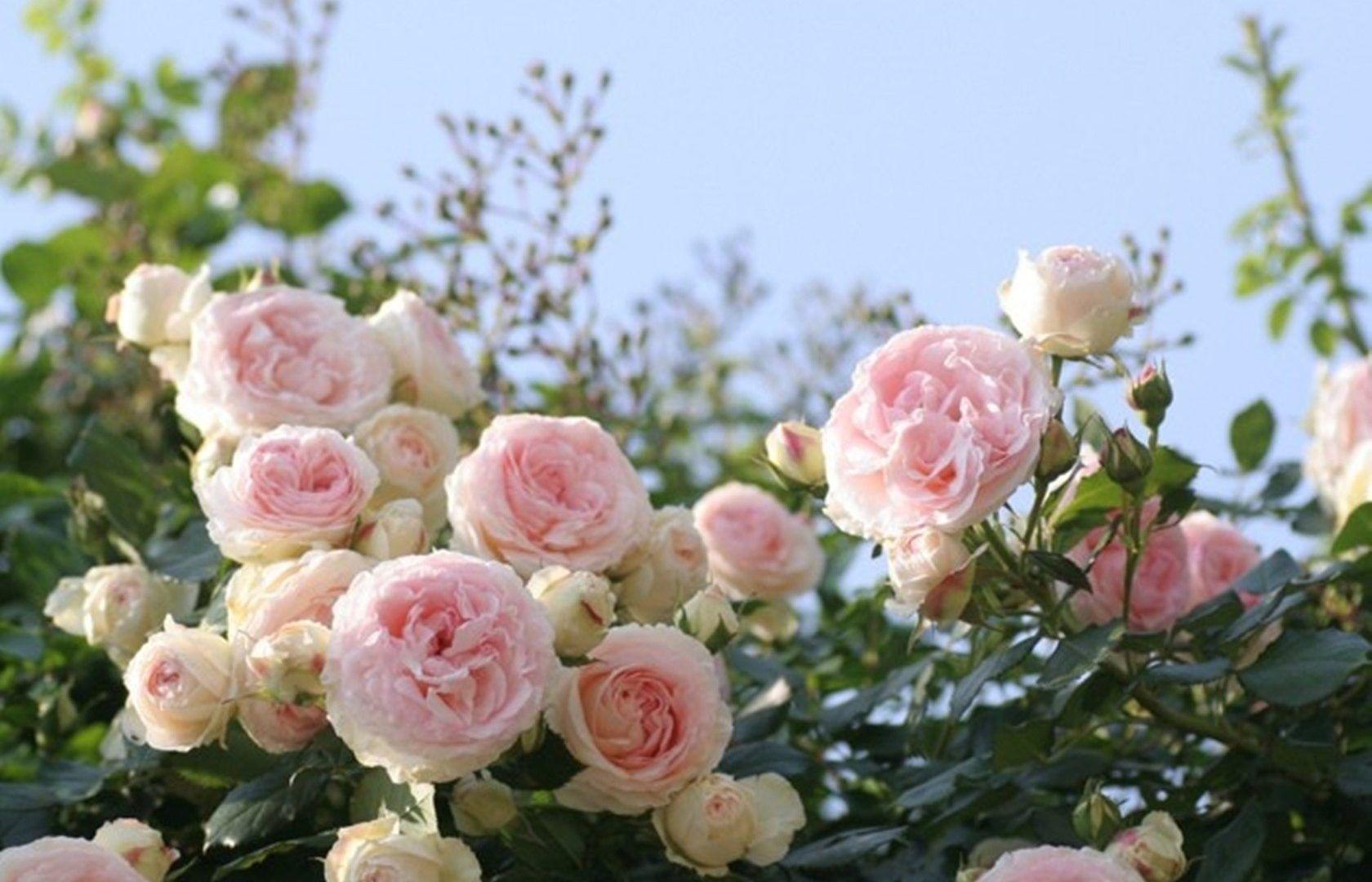 Flowers: Roses Pink Flowers Soft Nature Flower Wallpaper For Desktop